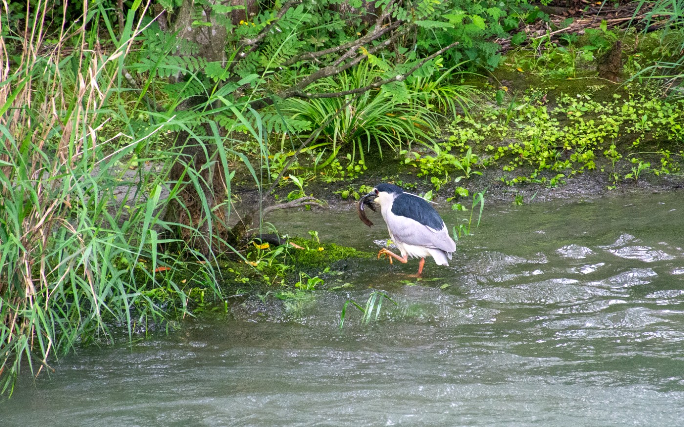 _DSC4366.jpg