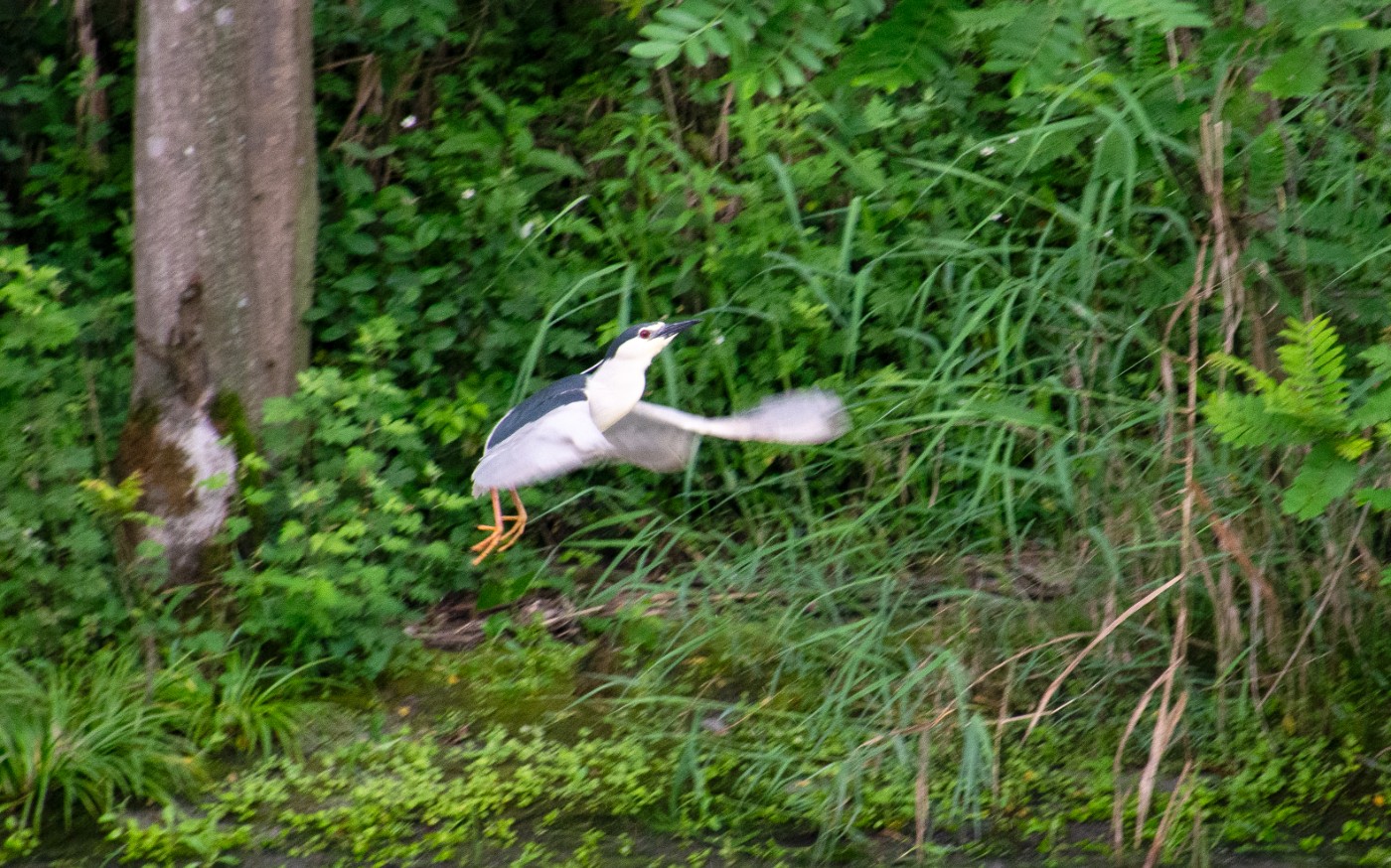 _DSC4370.jpg
