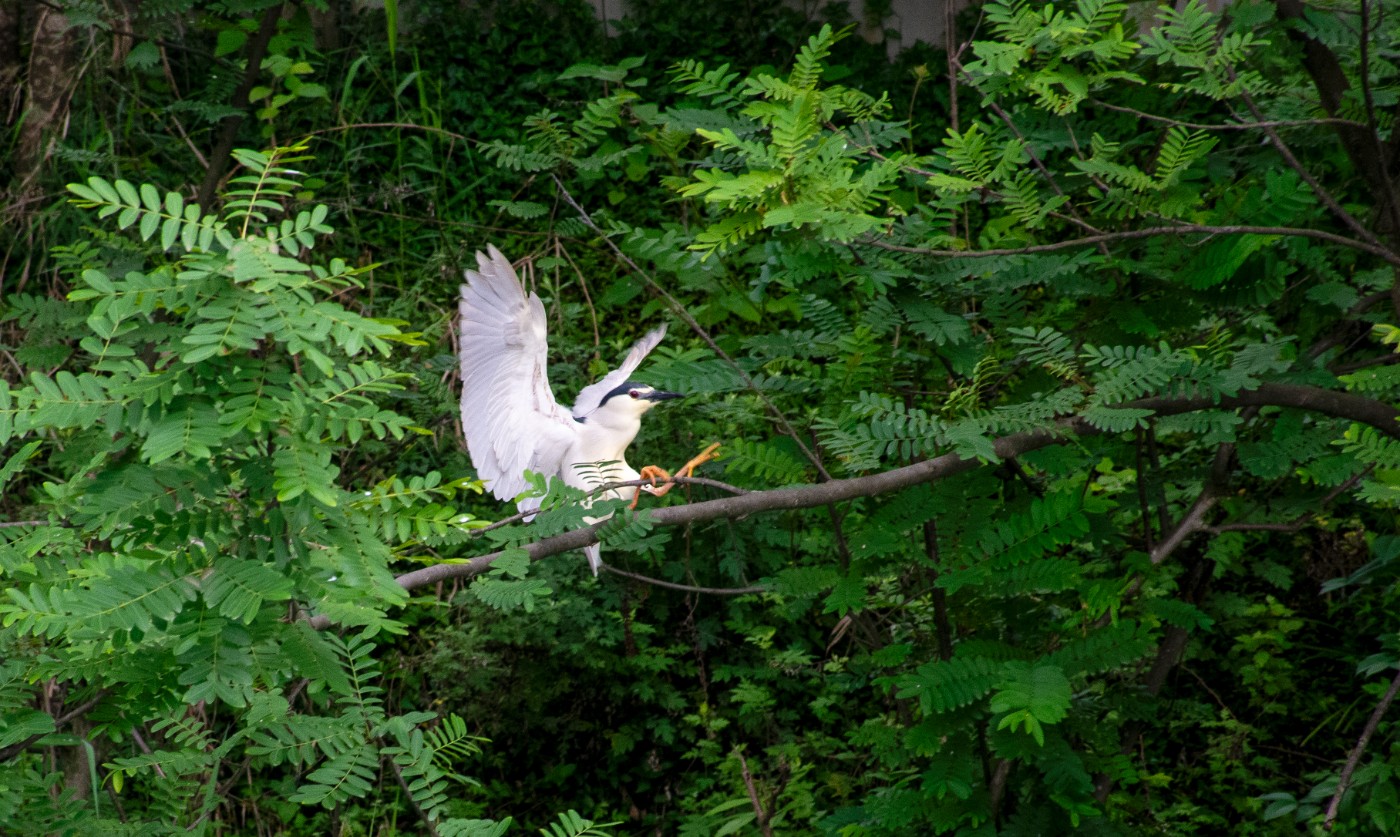 _DSC4372.jpg