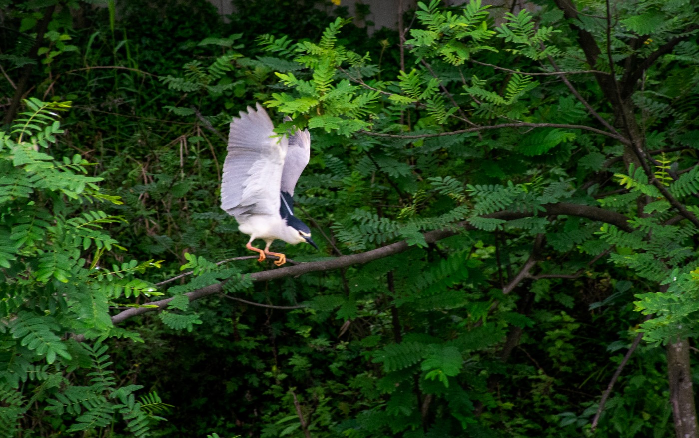 _DSC4374.jpg