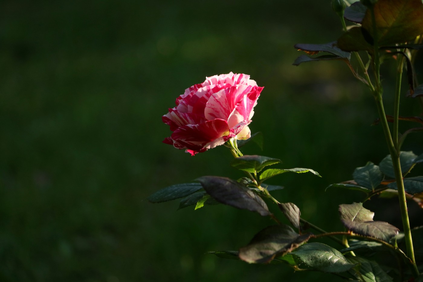 IMG_5983.JPG
