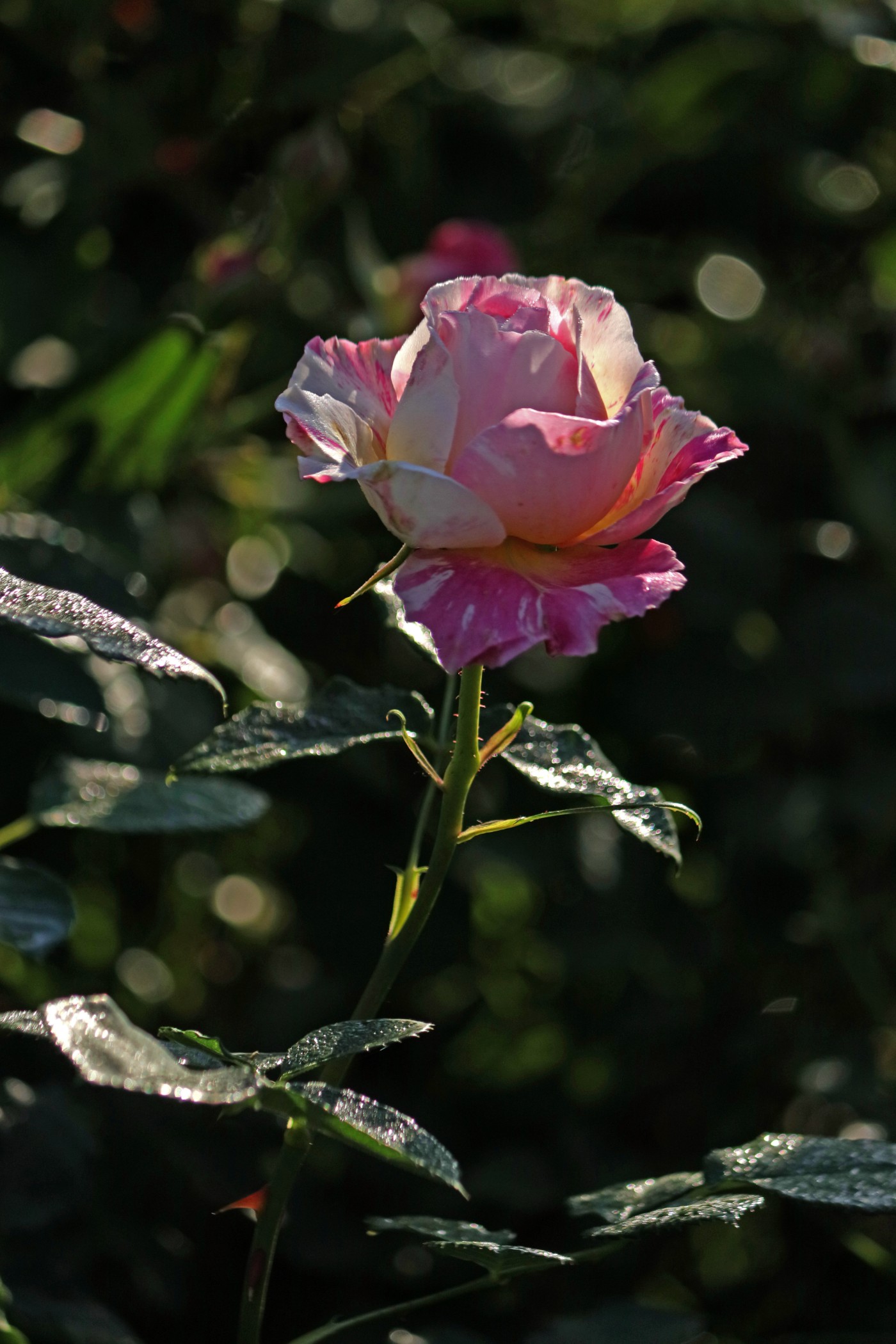 IMG_5989.JPG