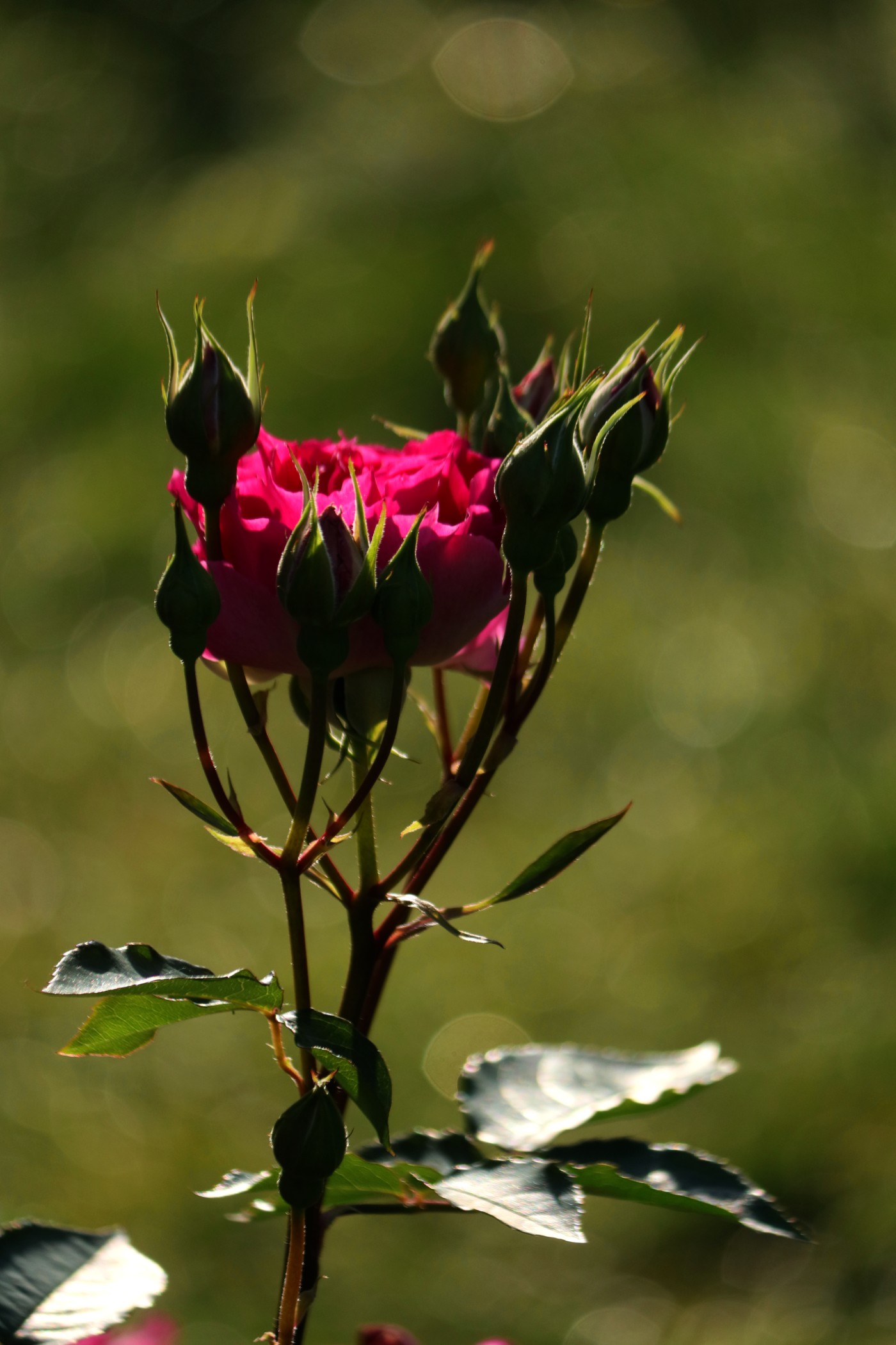 IMG_5996.JPG
