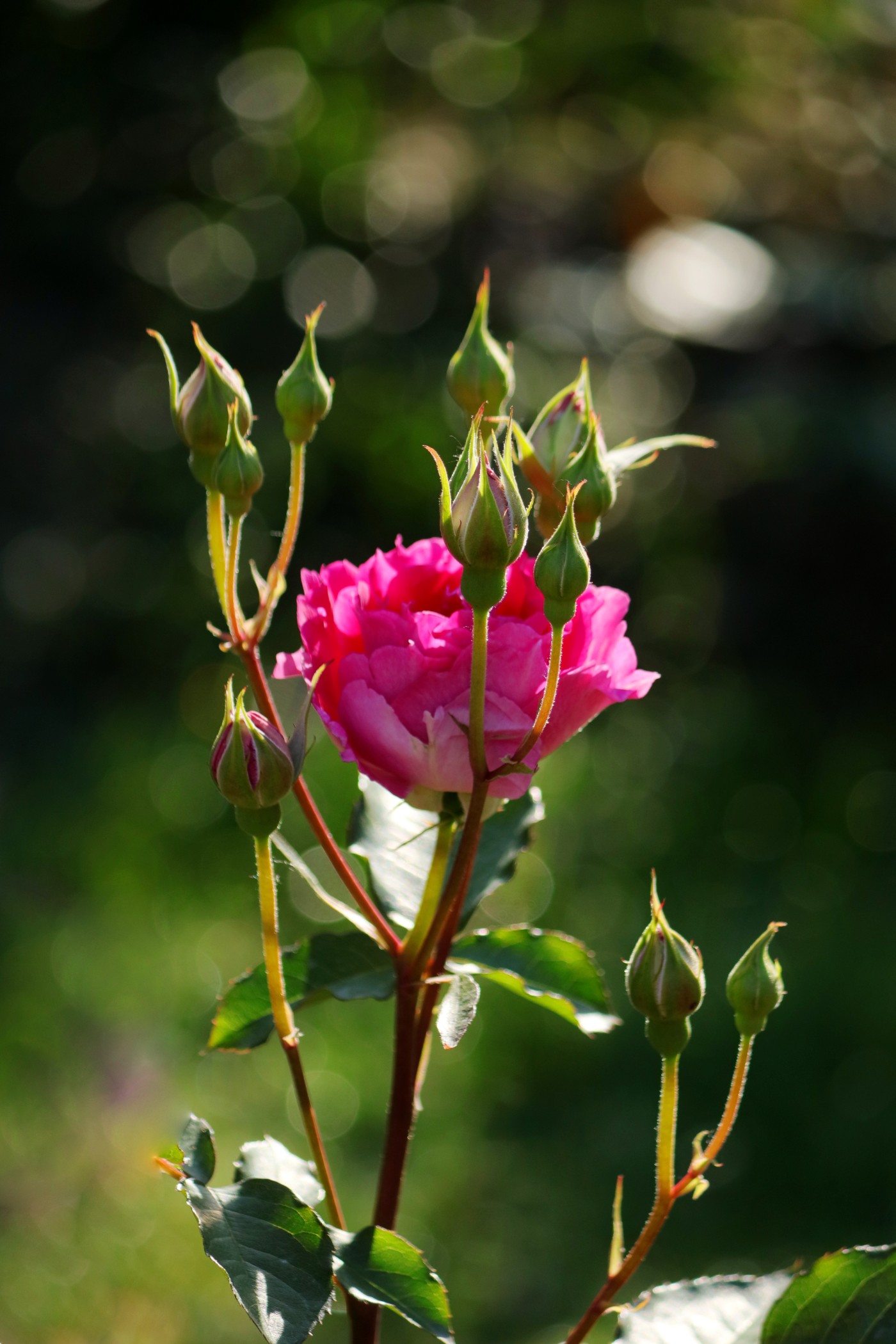 IMG_6011.JPG