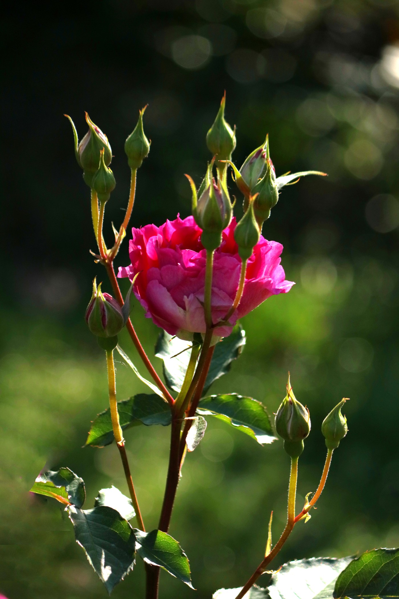 IMG_6017.JPG