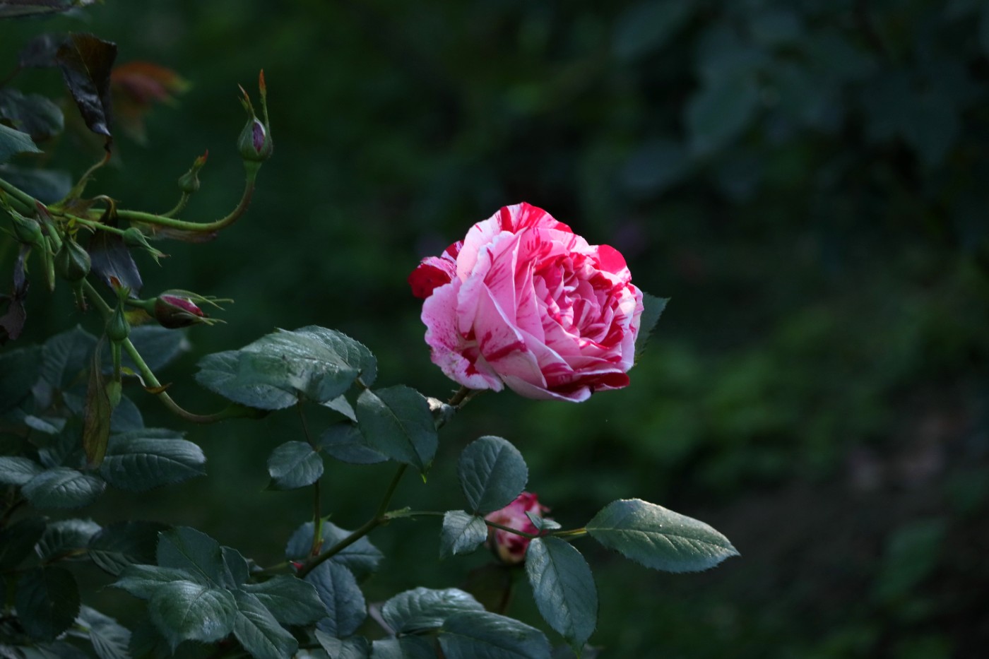 IMG_6031.JPG