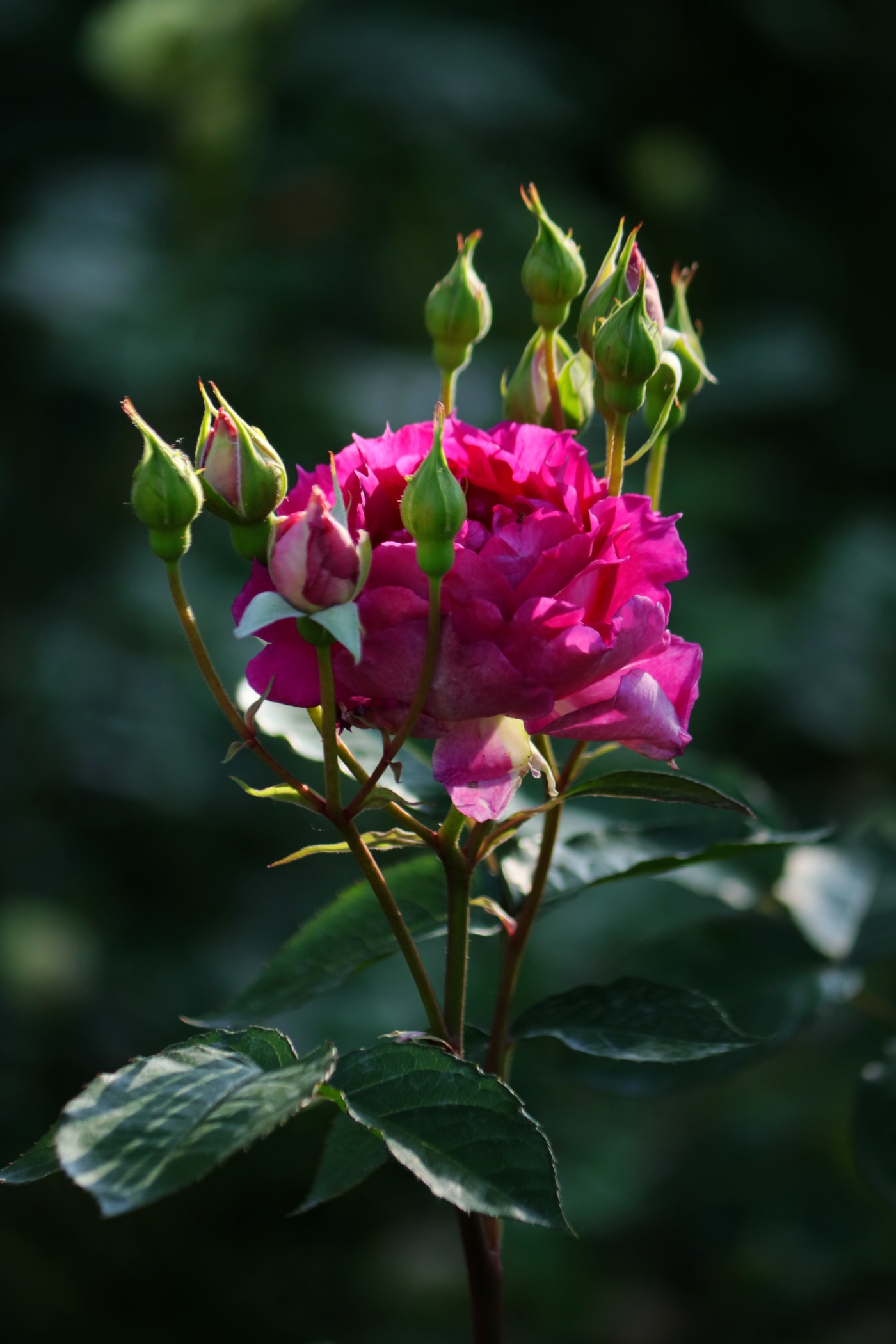 IMG_6040.JPG