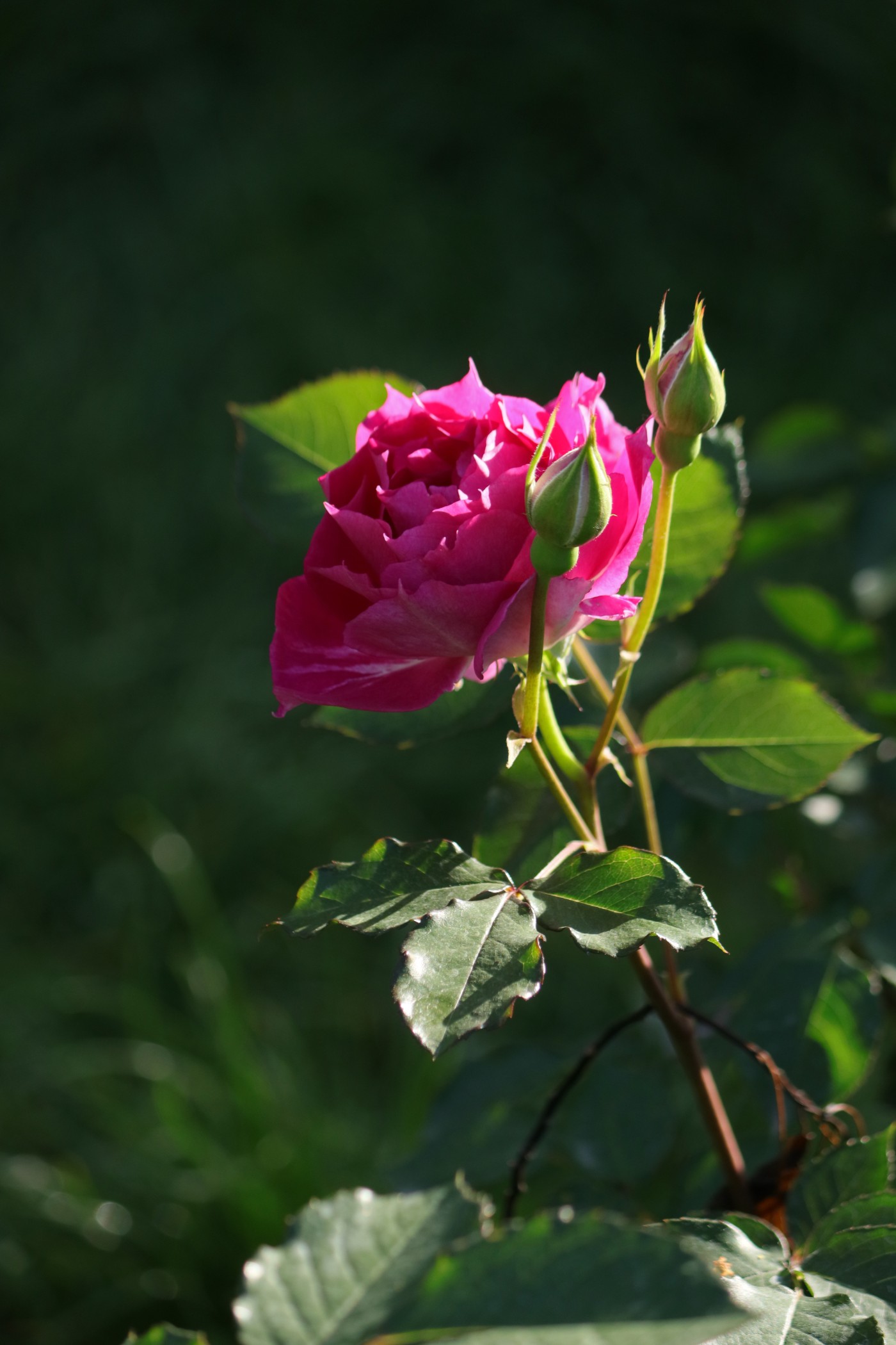 IMG_6048.JPG