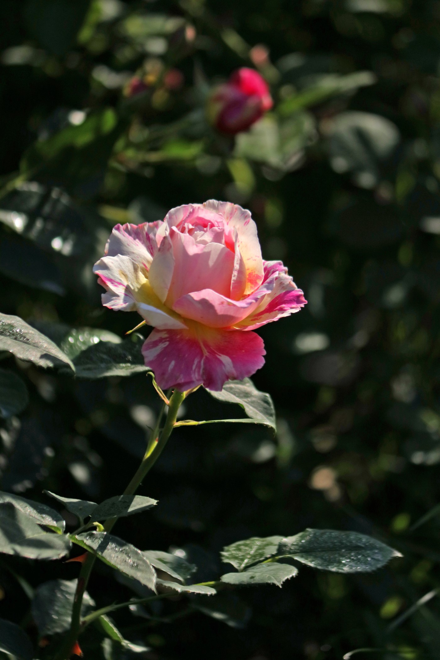 IMG_6052.JPG