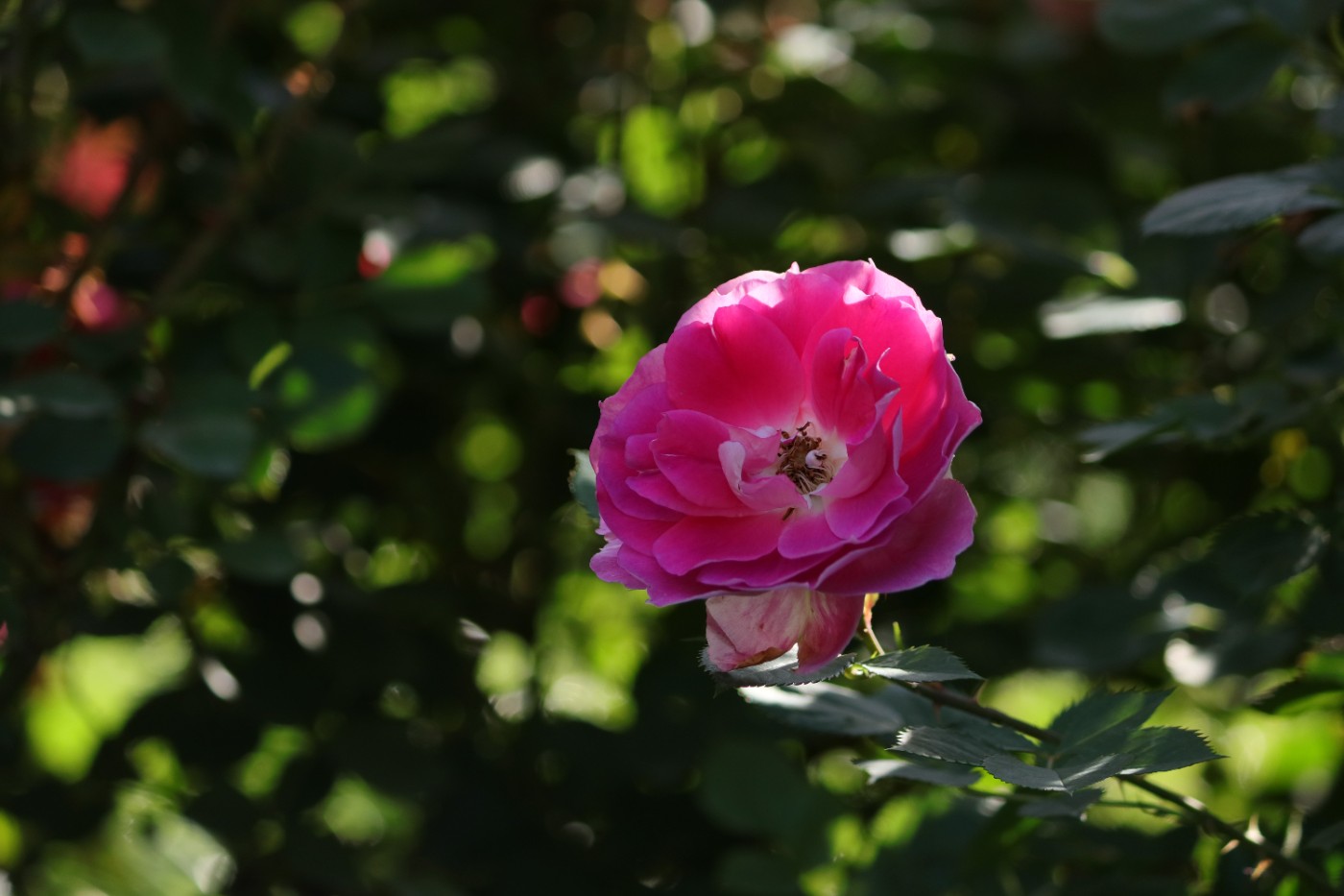 IMG_6056.JPG
