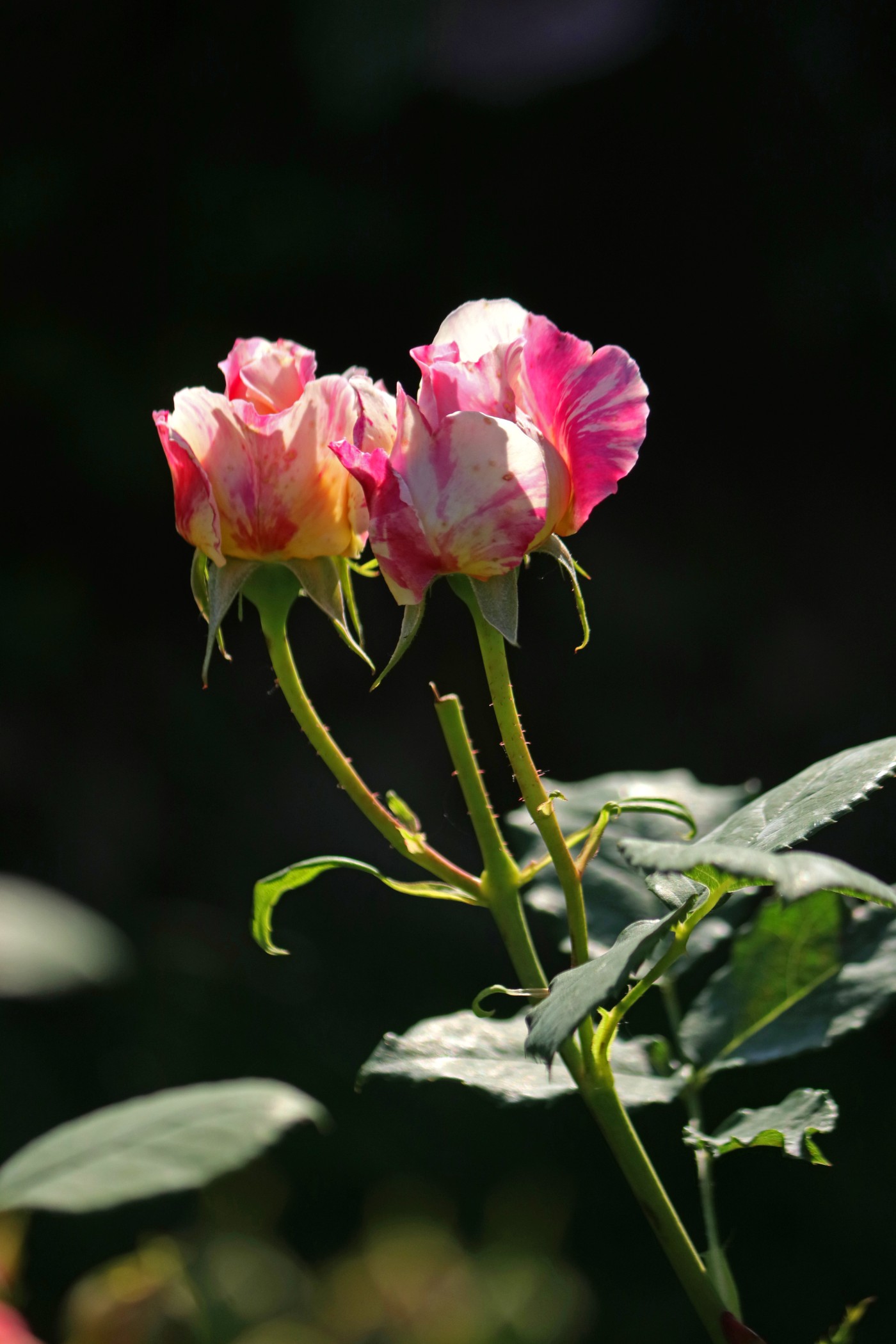 IMG_6062.JPG