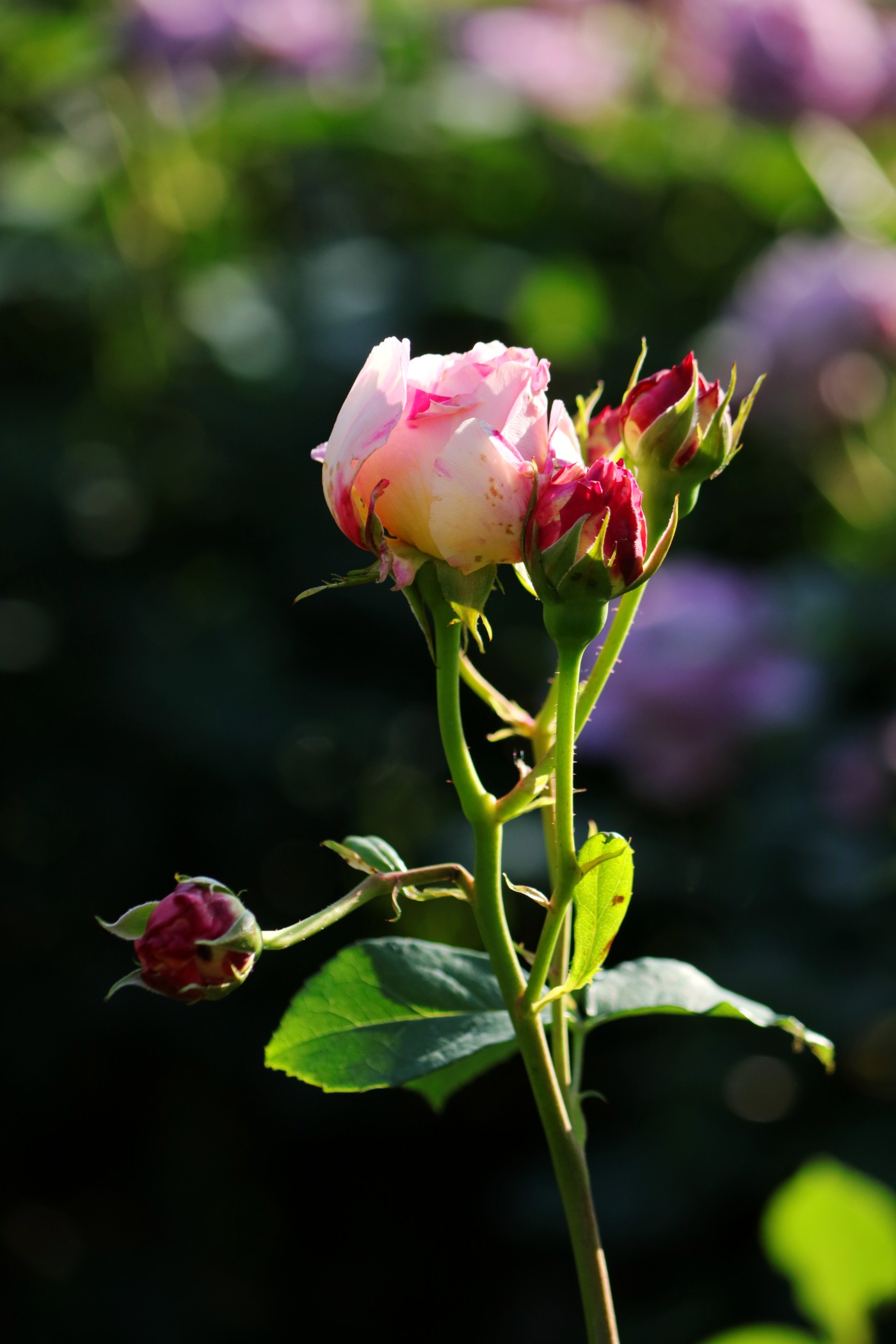 IMG_6067��.jpg