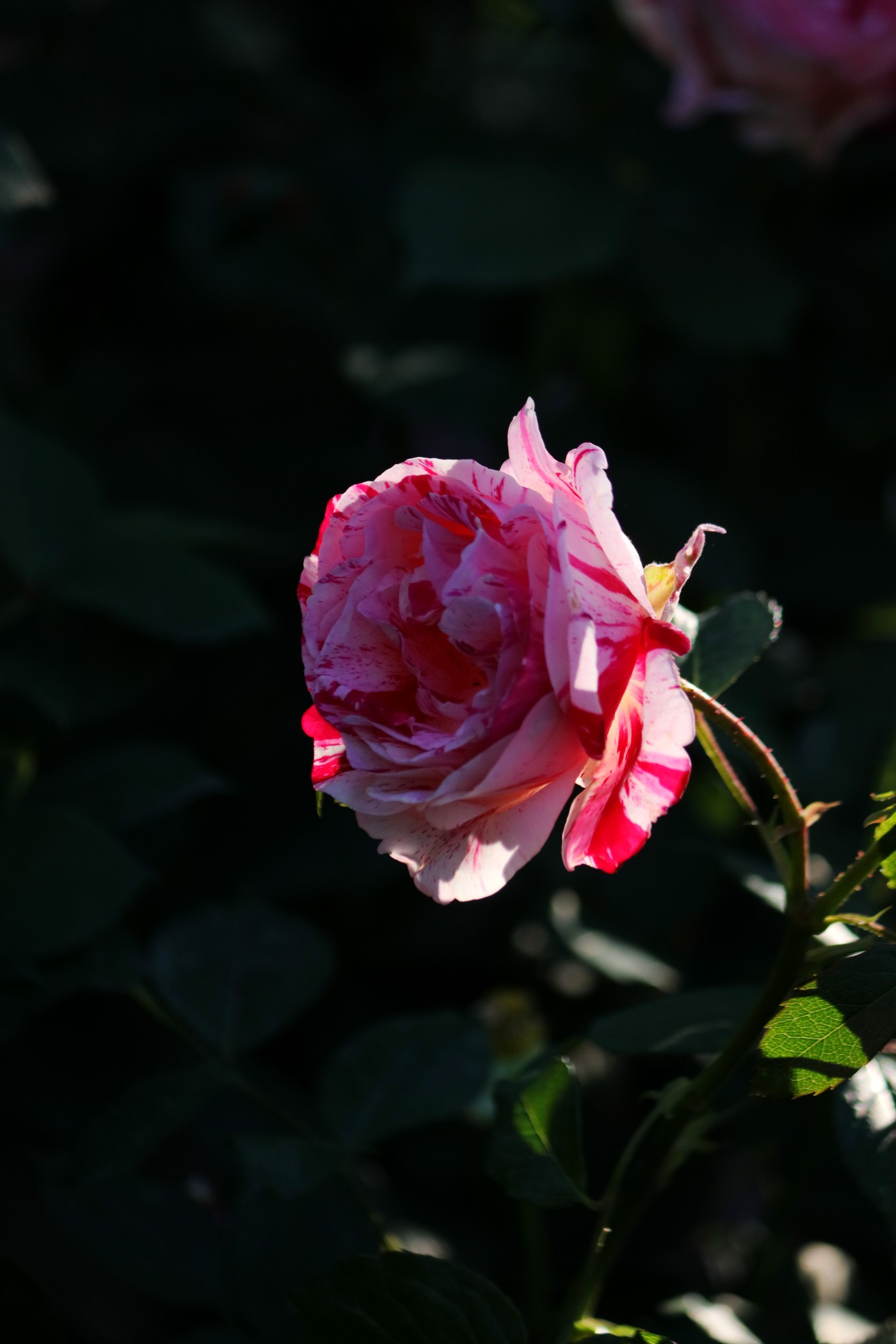 IMG_6133.JPG