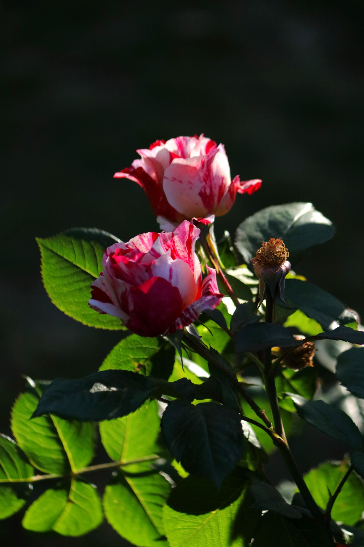 IMG_6143.JPG