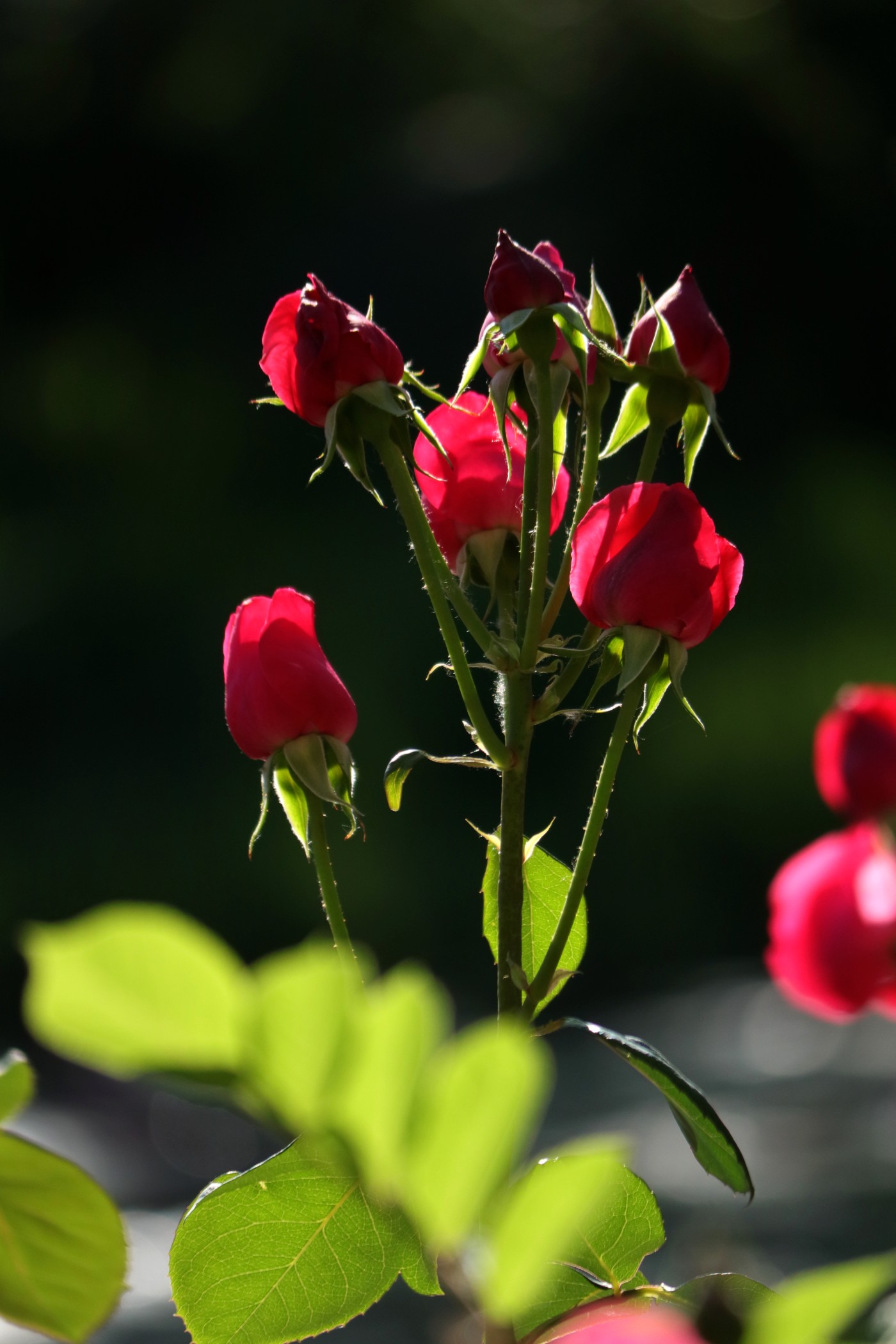 IMG_6153.JPG
