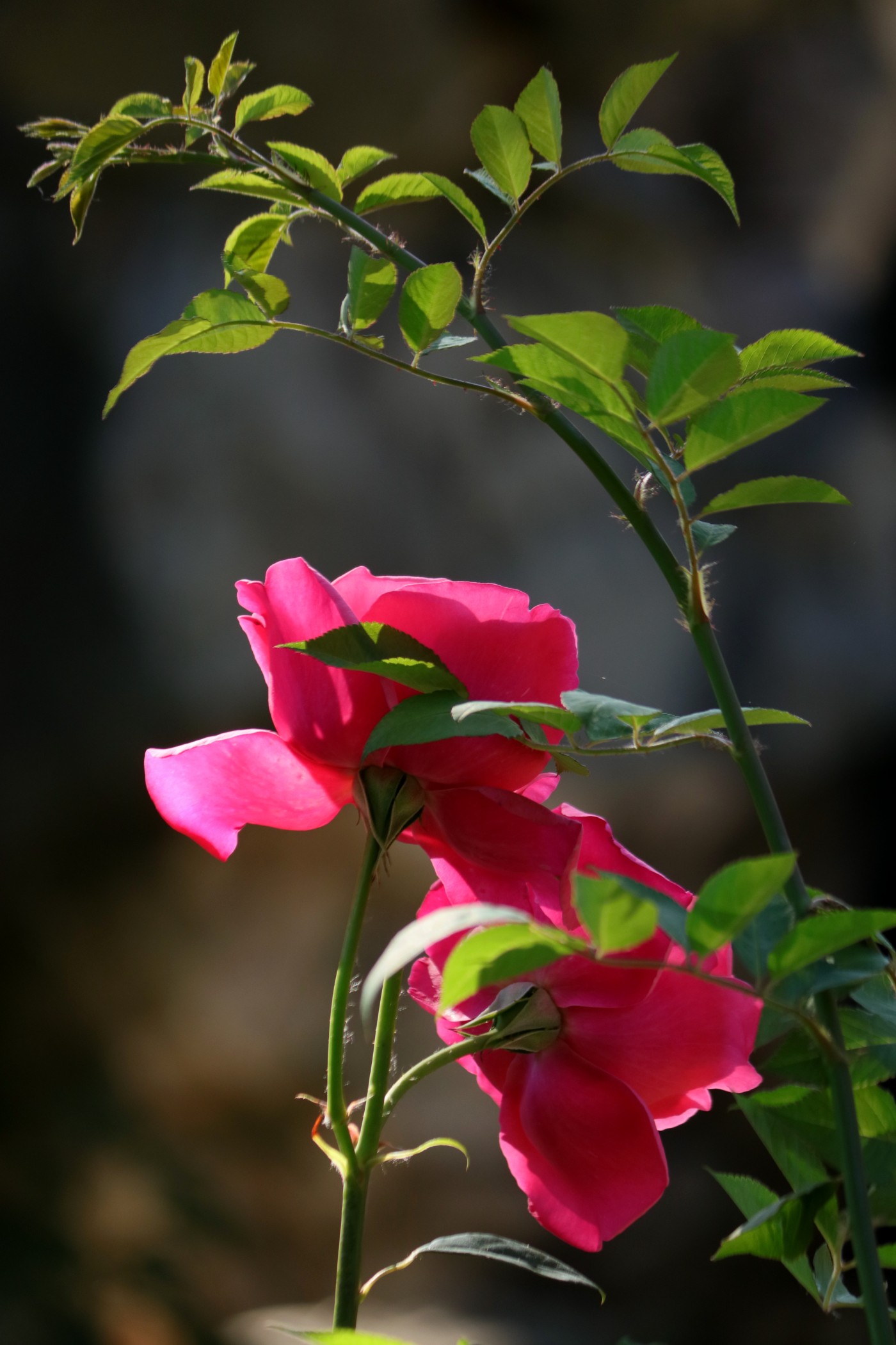 IMG_6173.JPG
