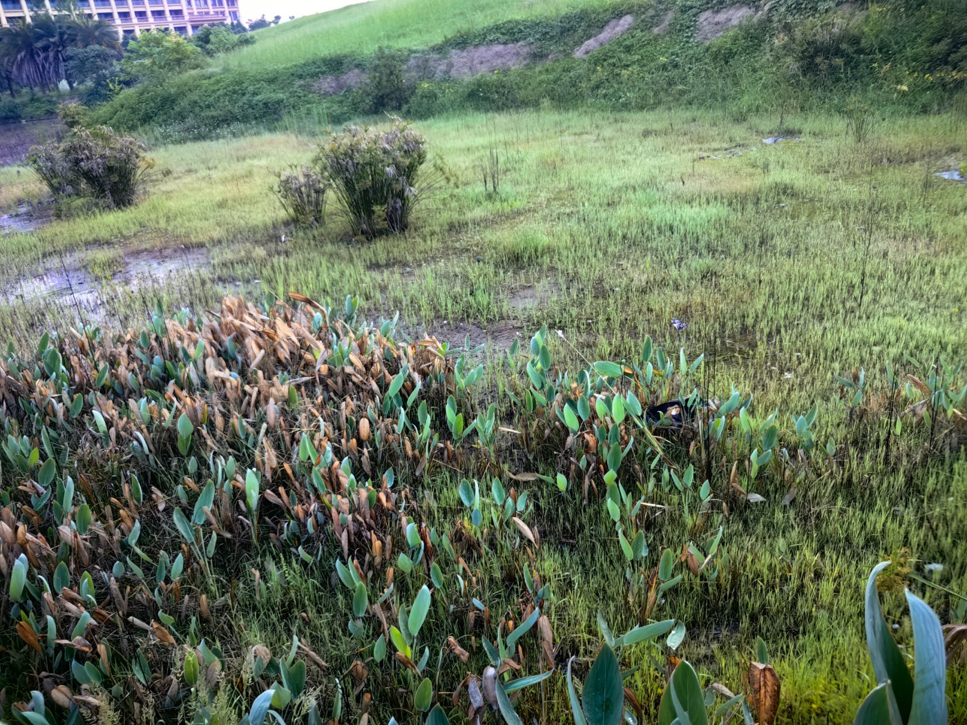 IMG_20260510_060821.jpg