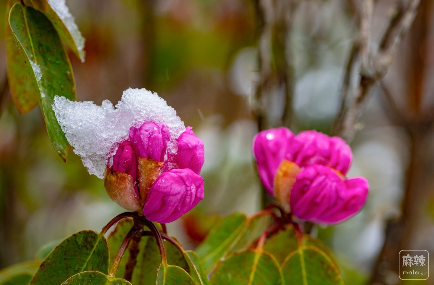 DSC_4494.jpg