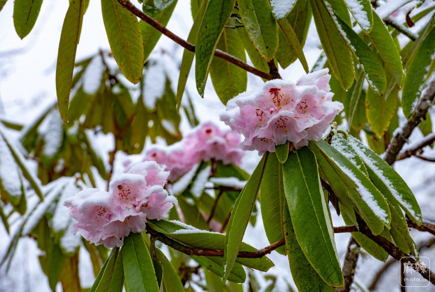 DSC_3926.jpg