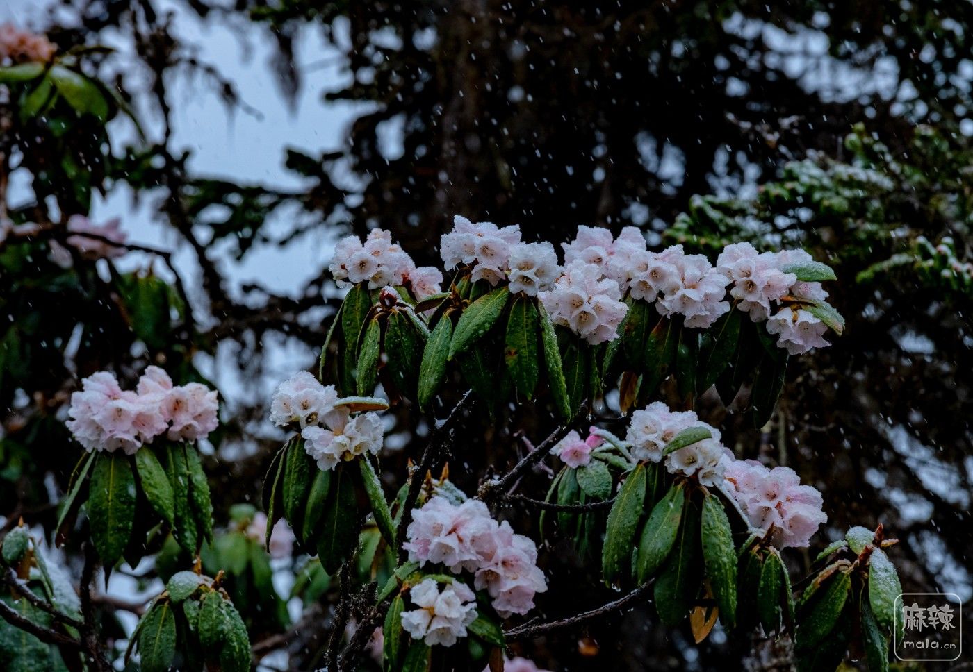 DSC_7736.jpg