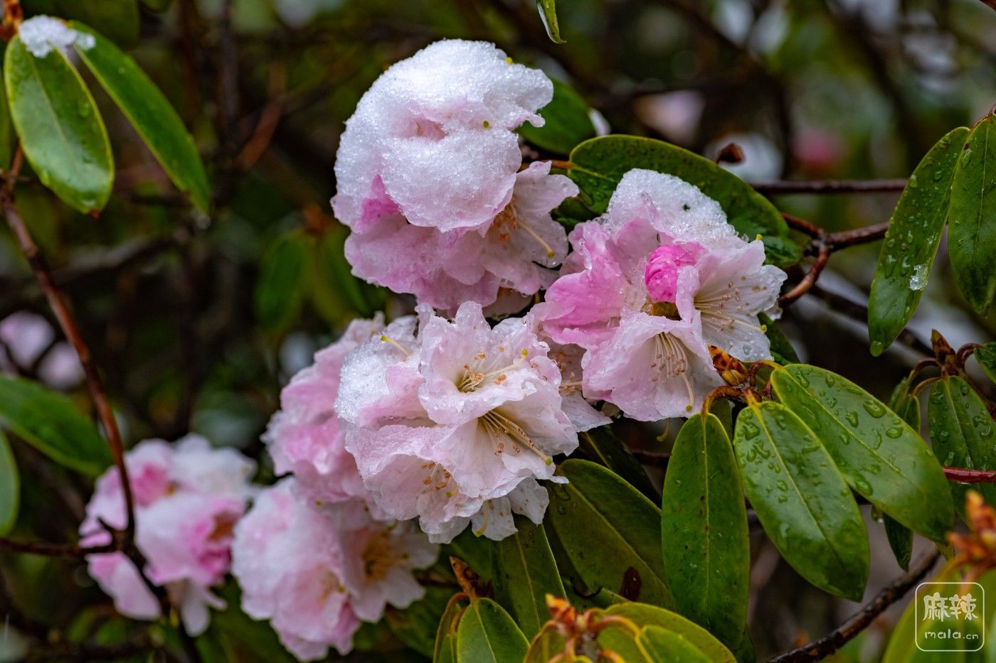 DSC_4529.jpg