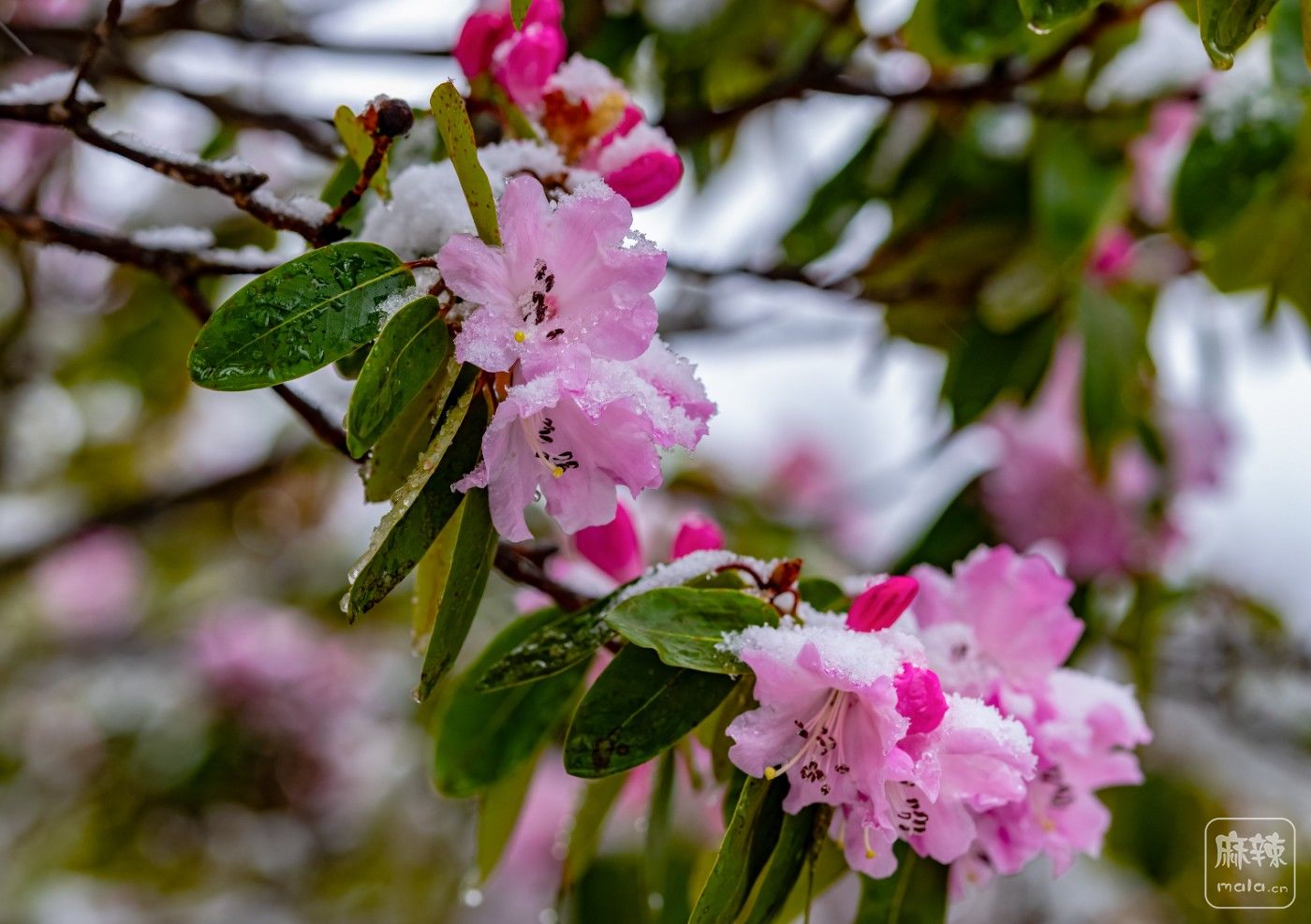 DSC_4463.jpg