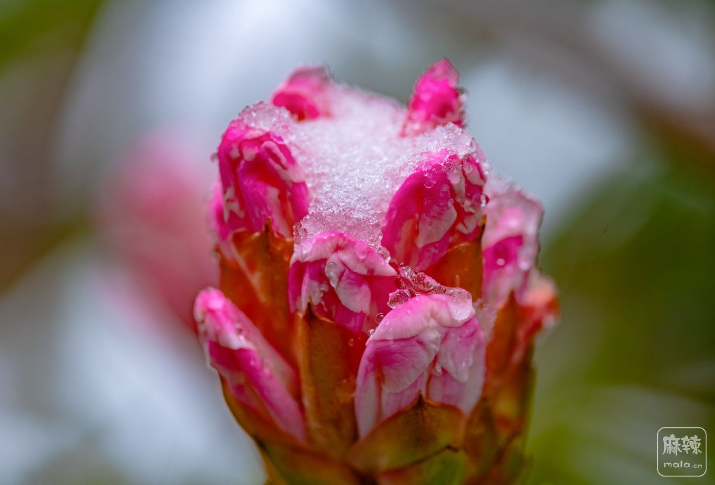 DSC_4010.jpg