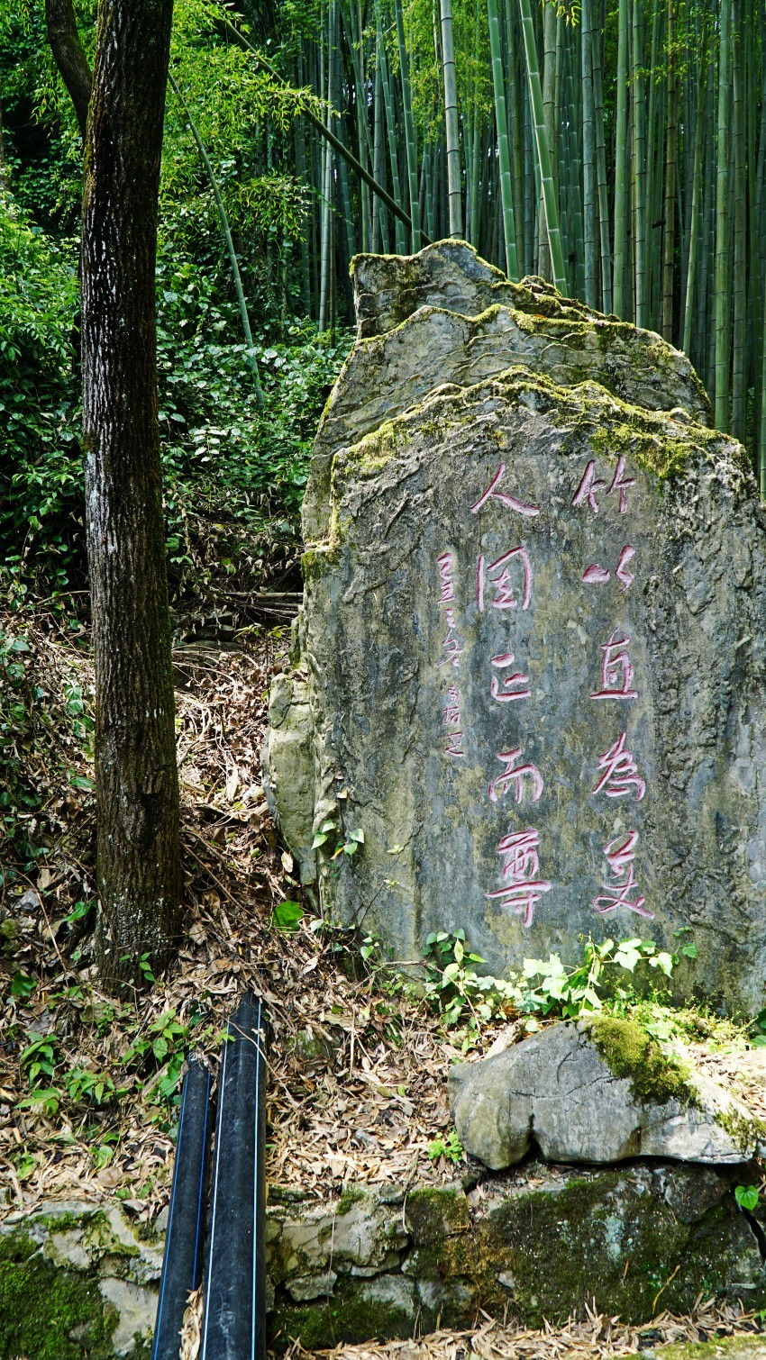 DSC01244_conew1.jpg