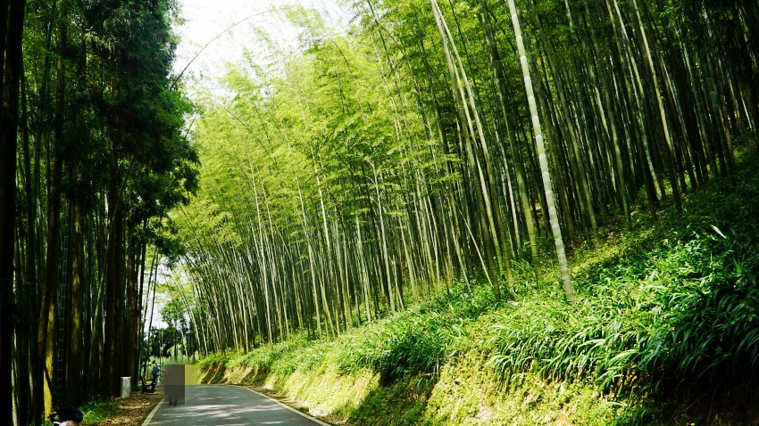 DSC01282_conew1.jpg