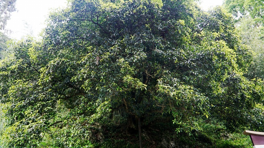 DSC01294_conew1.jpg
