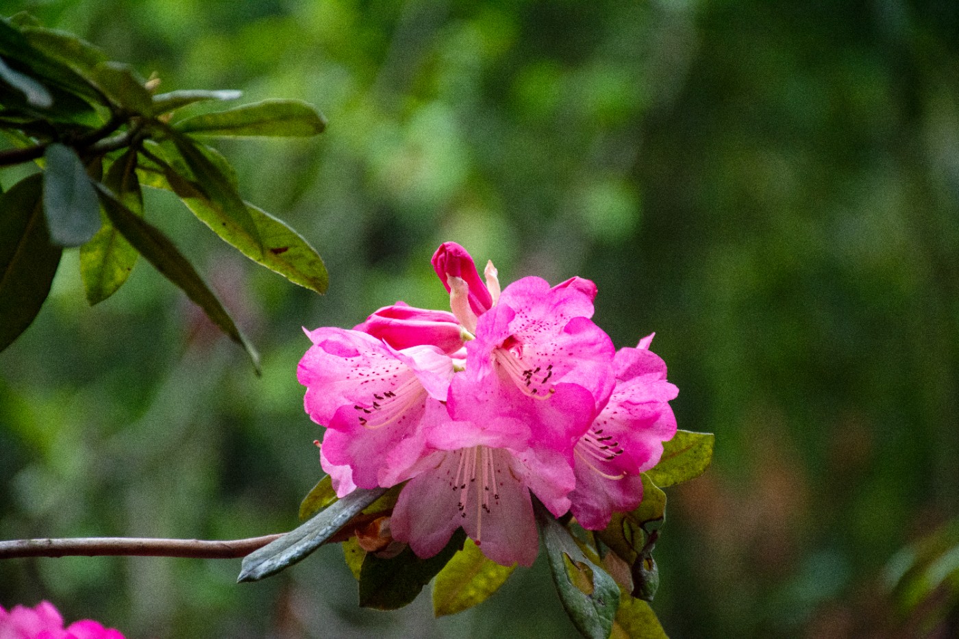 _DSC1267.jpg