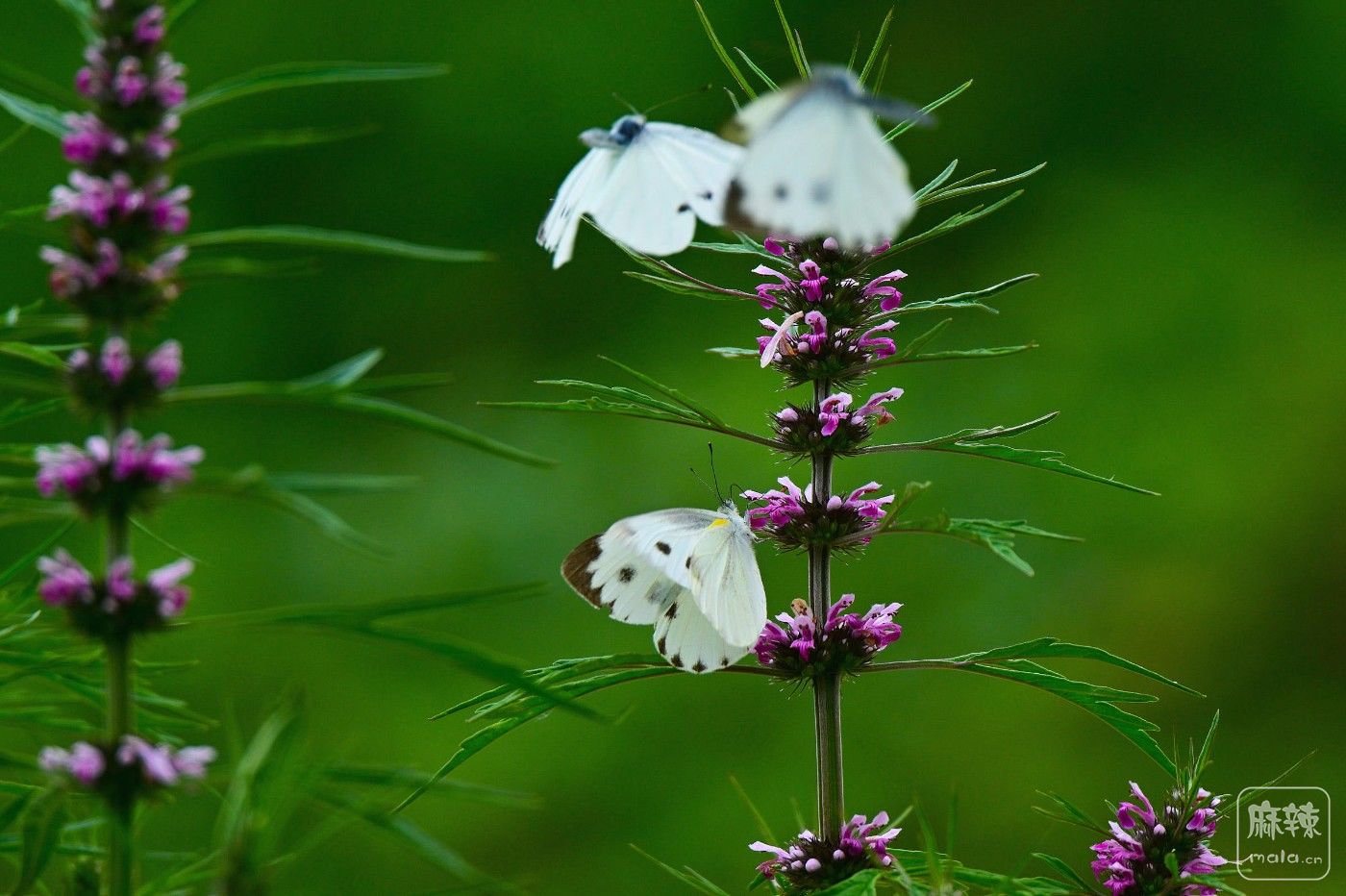 DSC_7840.JPG