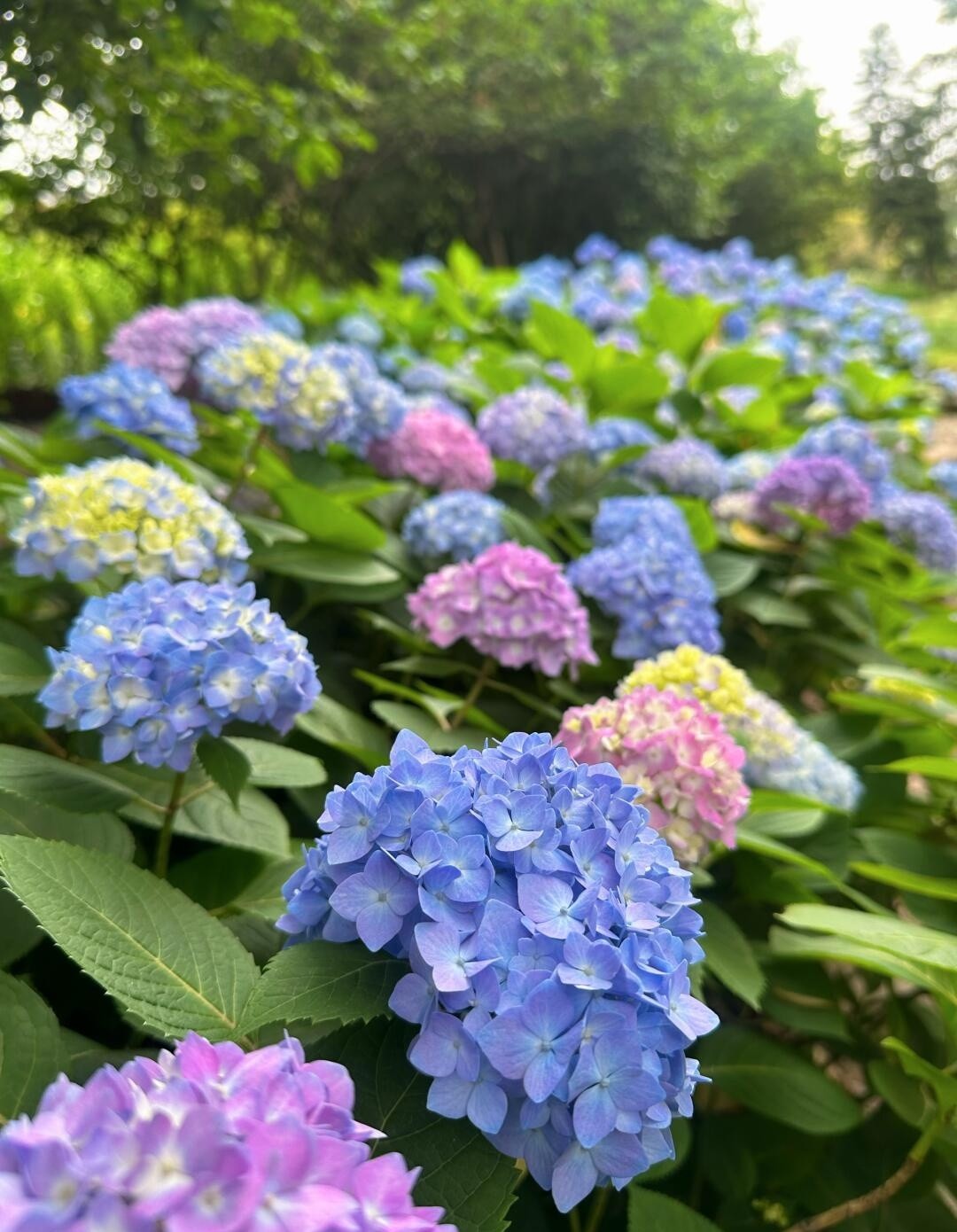 image_4.jpg