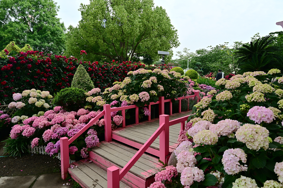 DSC_2635_����.jpg