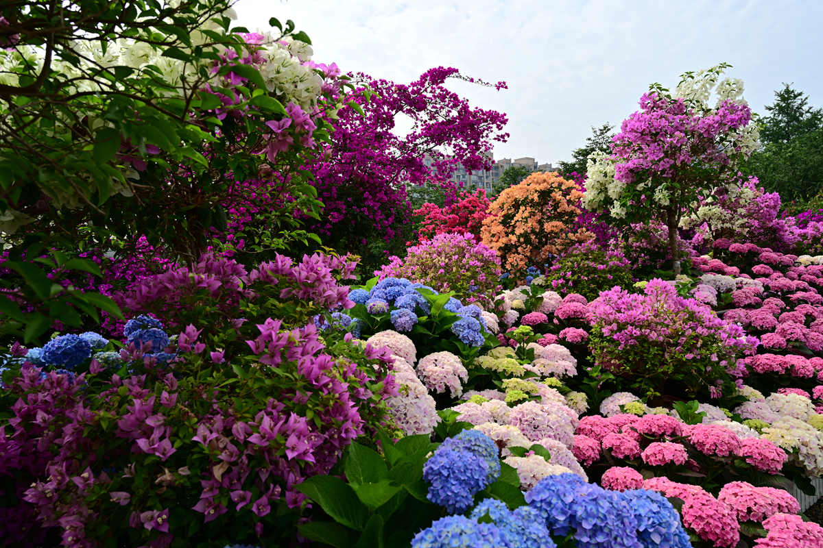 DSC_2660_����.jpg