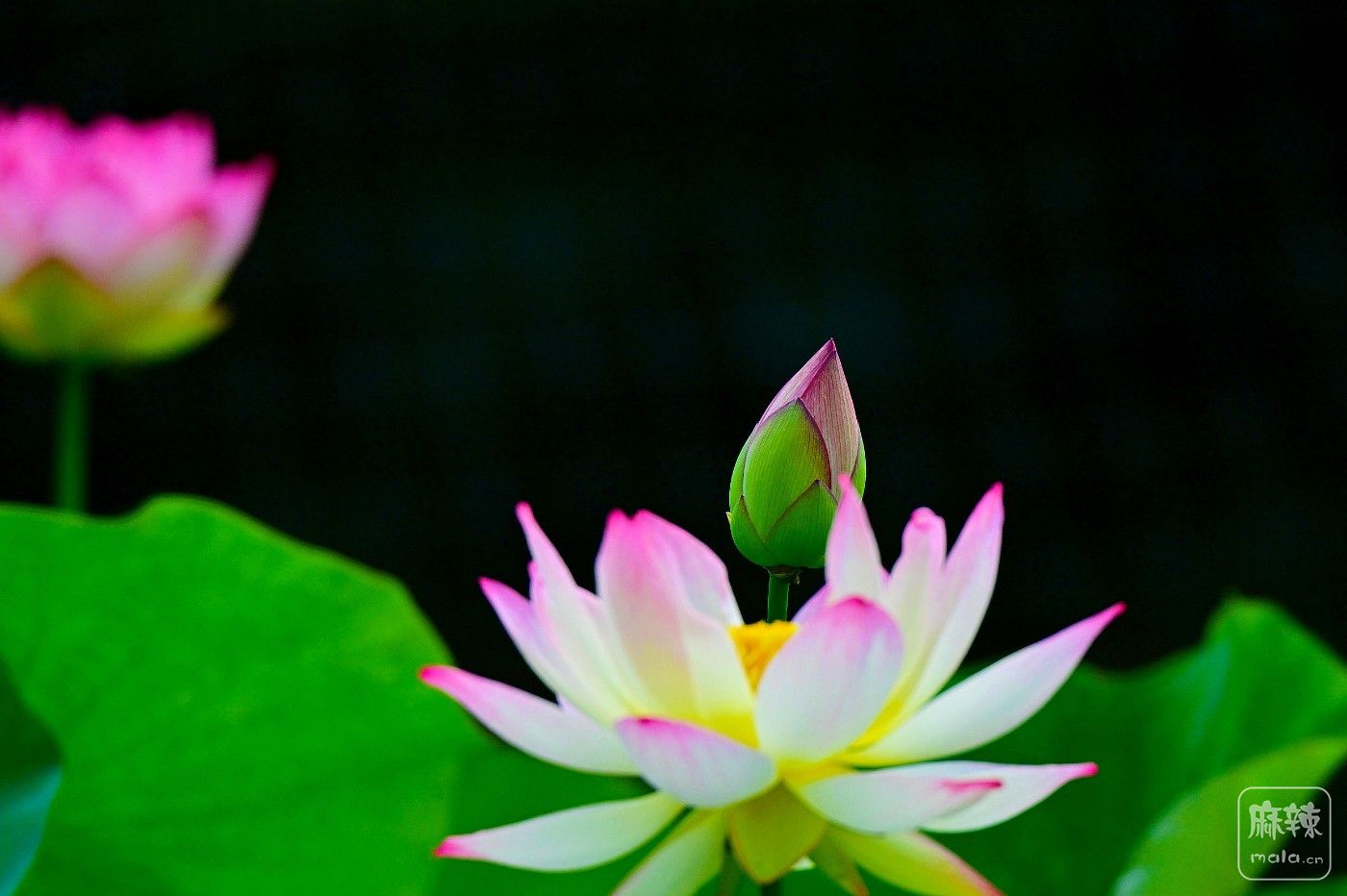 DSC_8623.JPG