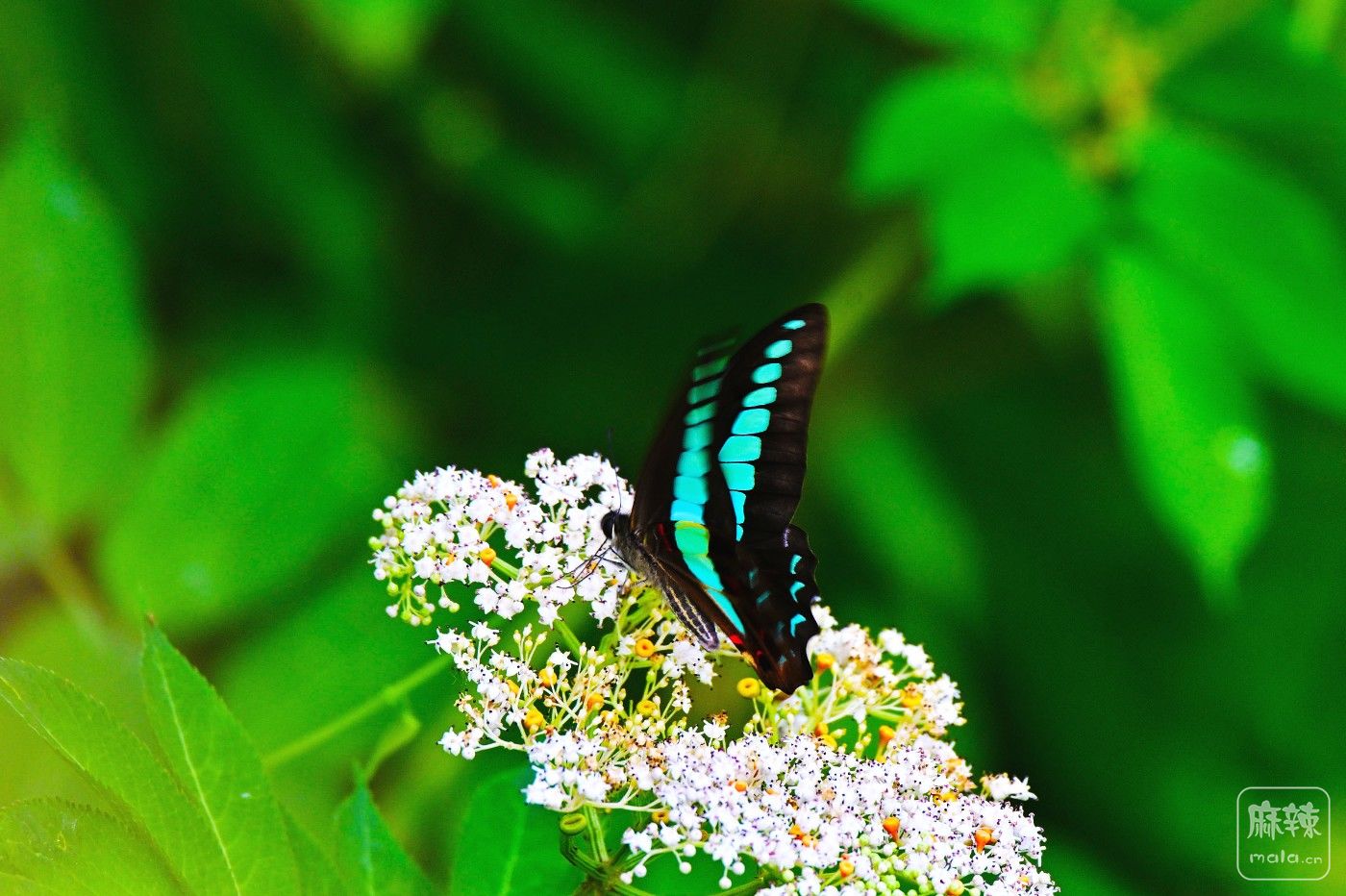 DSC_8820.JPG