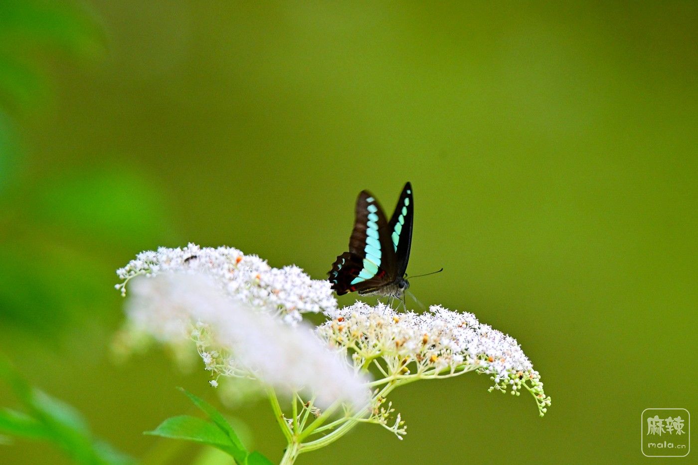 DSC_8826.JPG