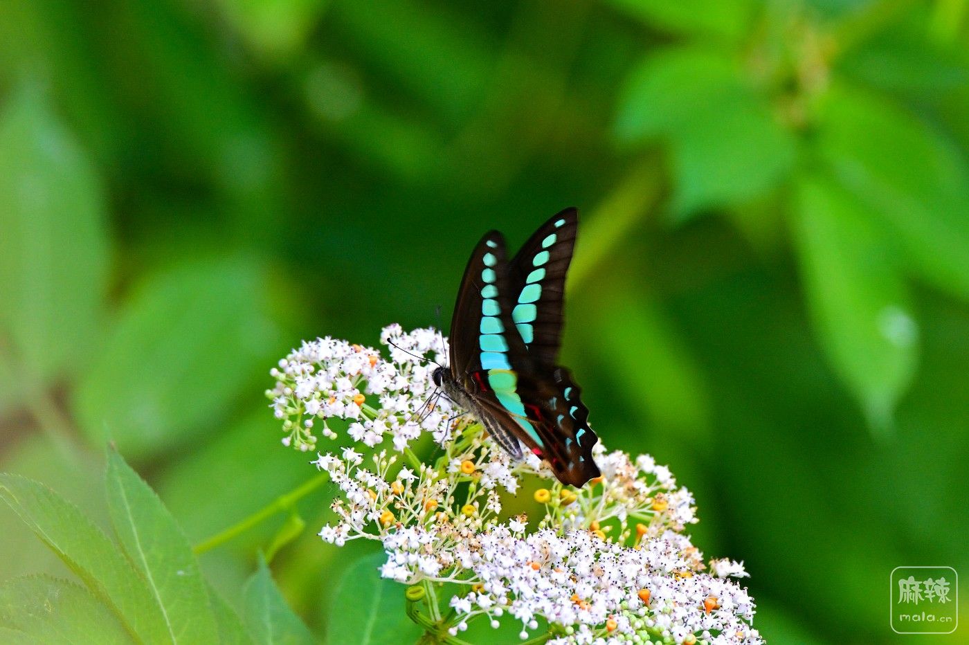 DSC_8821.JPG