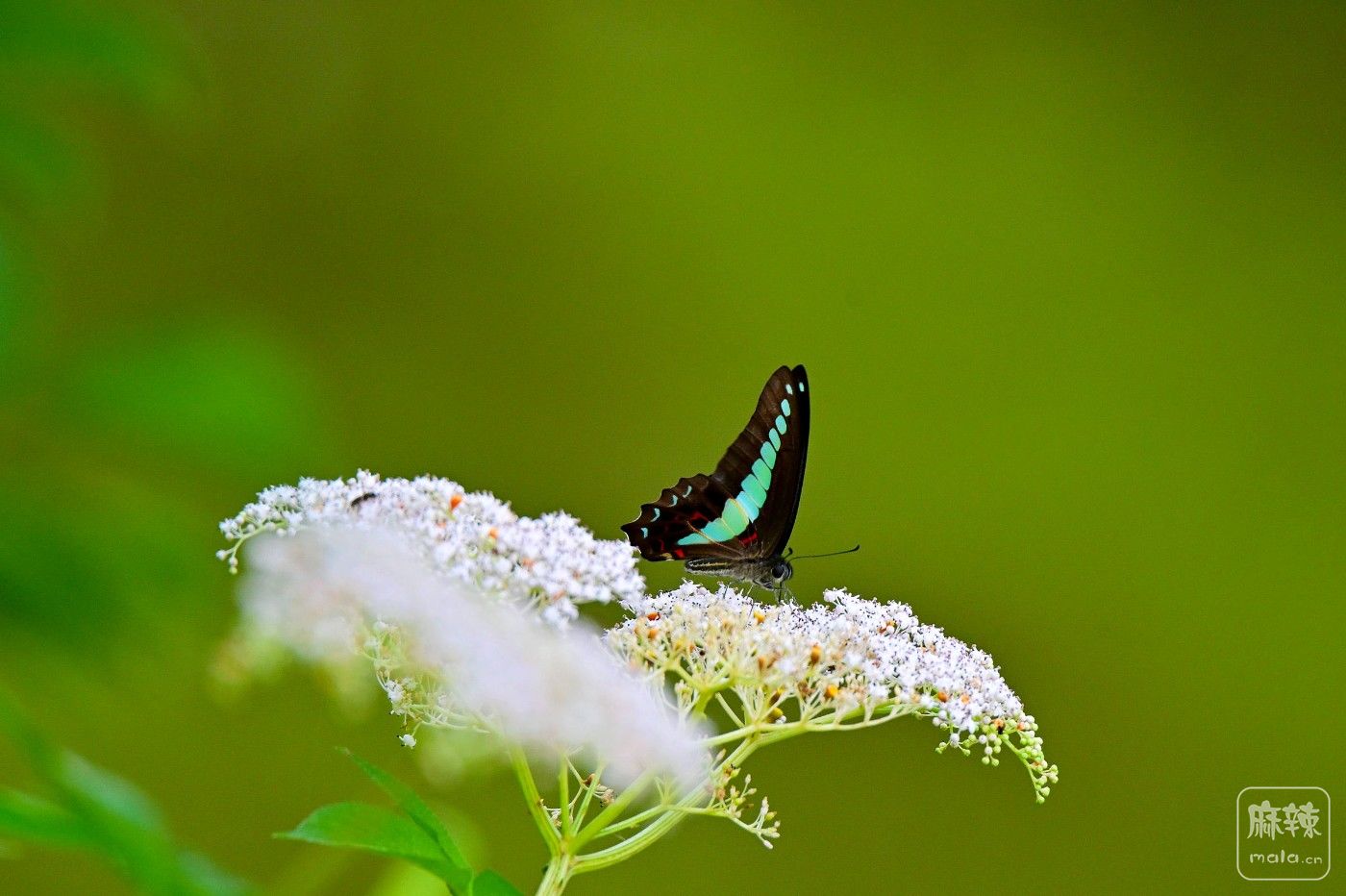 DSC_8827.JPG