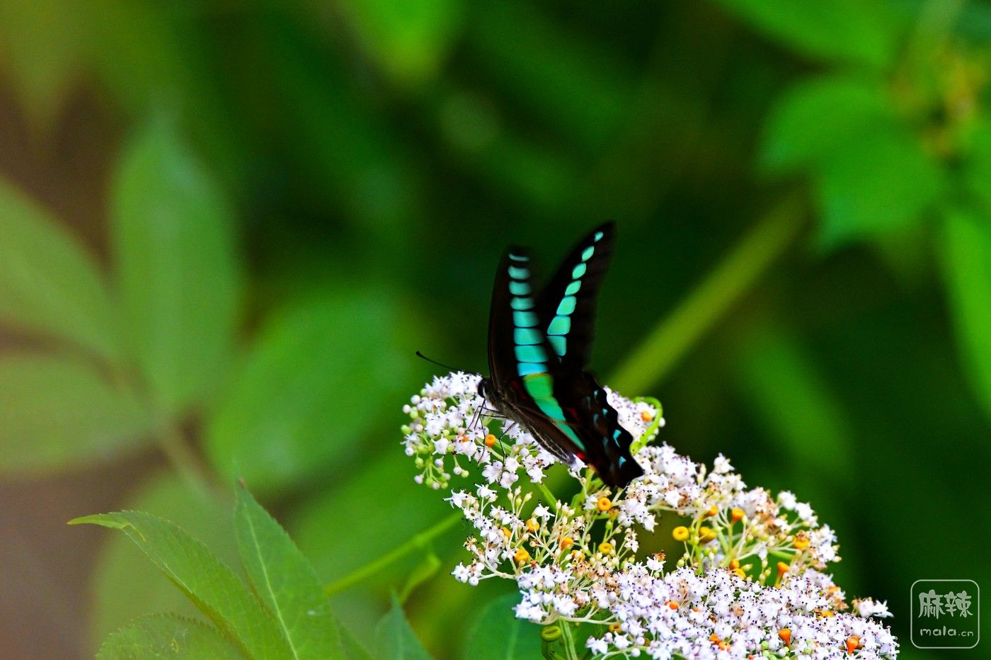 DSC_8822.JPG