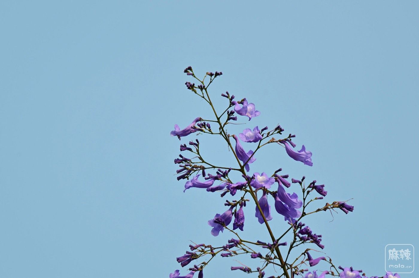 DSC_8889.JPG