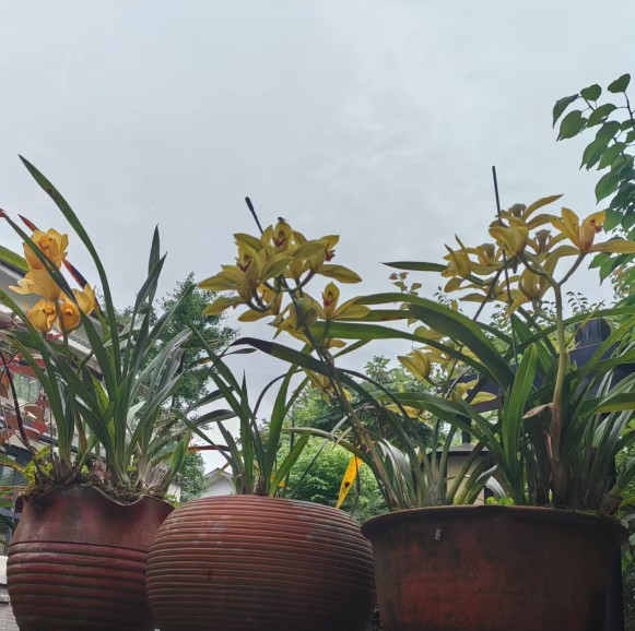 BaiduShurufa_2026-5-25_19-41-44.png