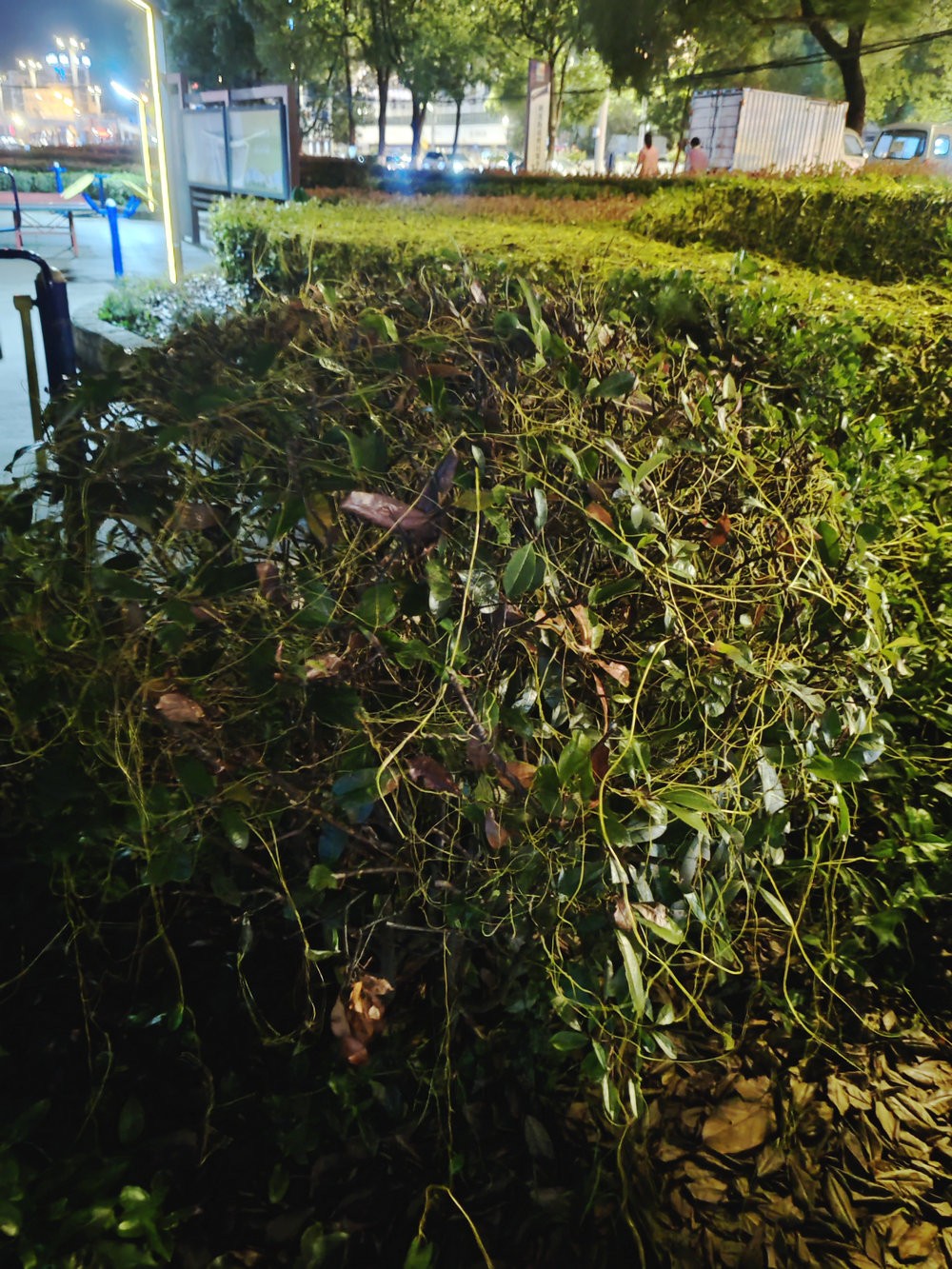 IMG_20260527_204615.jpg