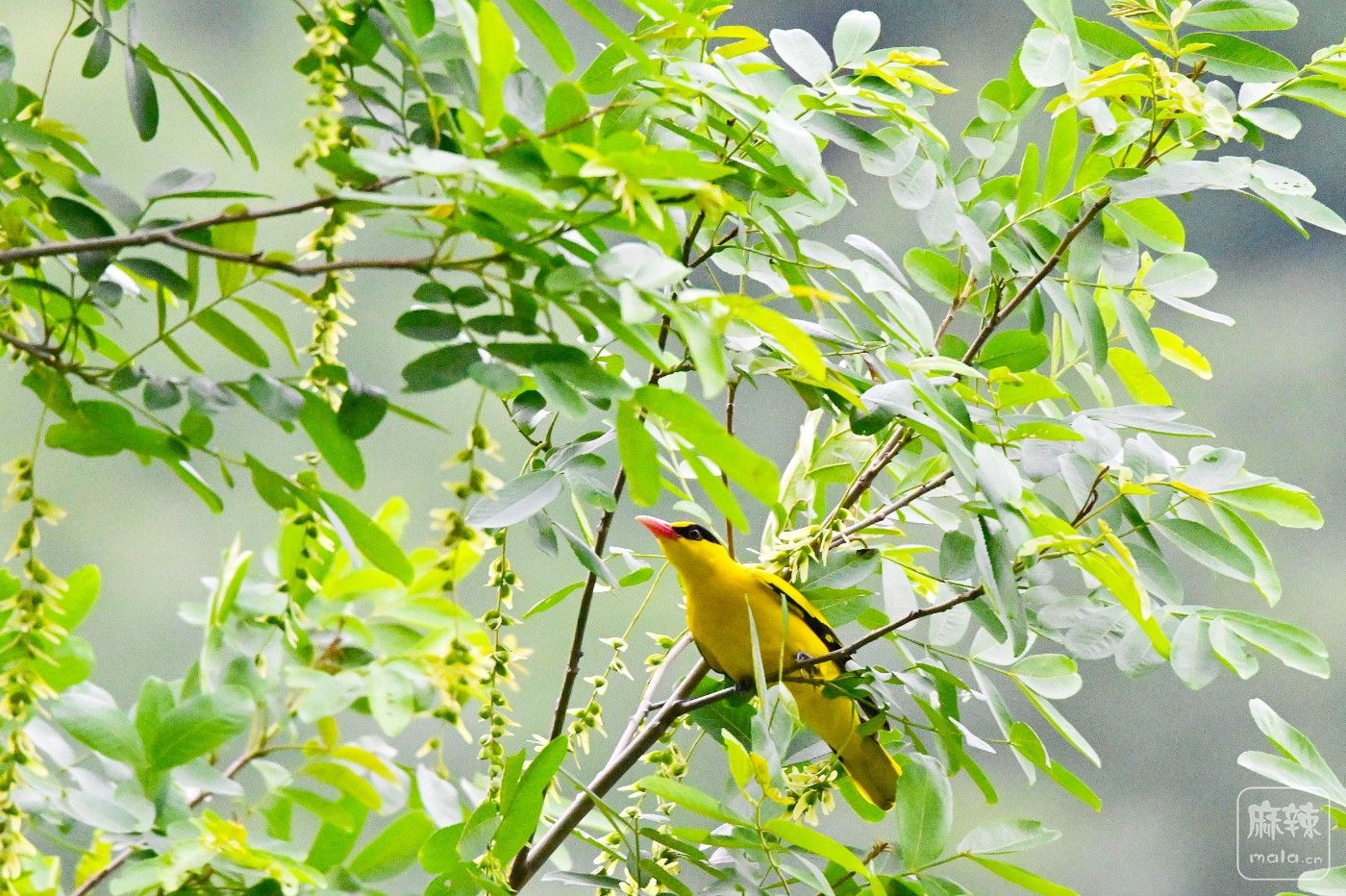 DSC_7113.JPG