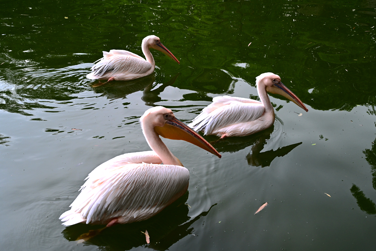 DSC_2866_����.jpg