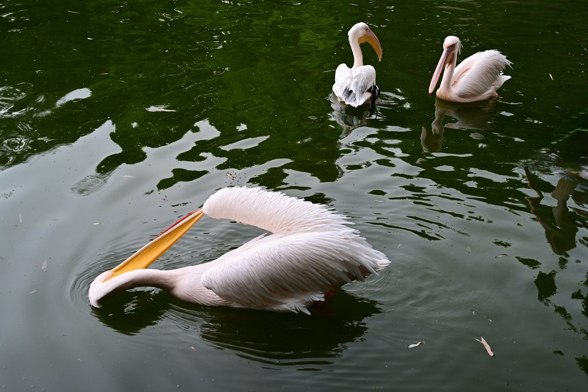 DSC_2870_����.jpg
