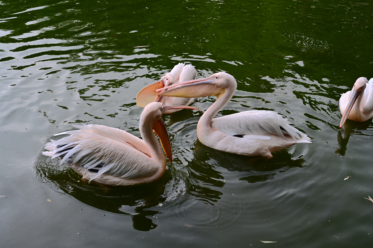 DSC_2872_����.jpg