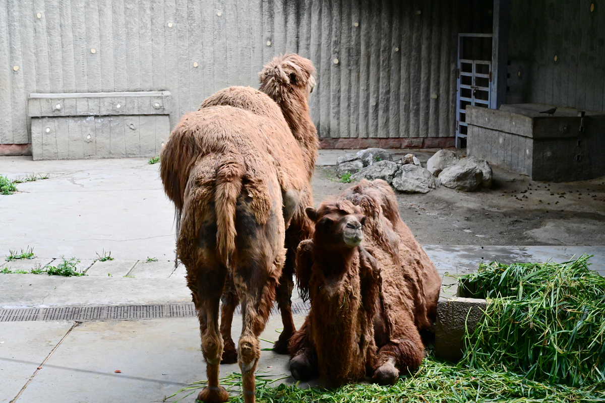 DSC_2989_����.jpg