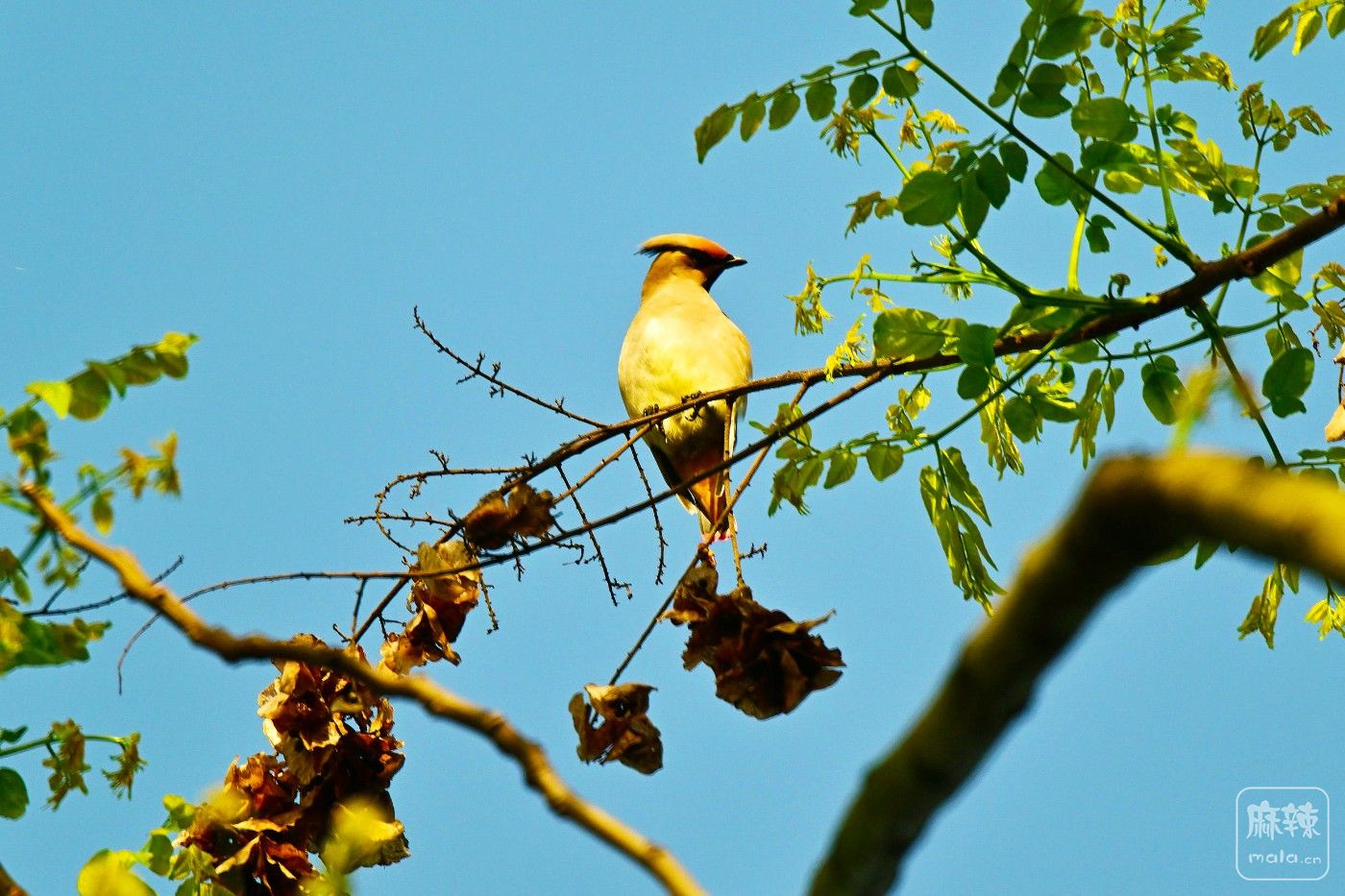 DSC_1071.JPG